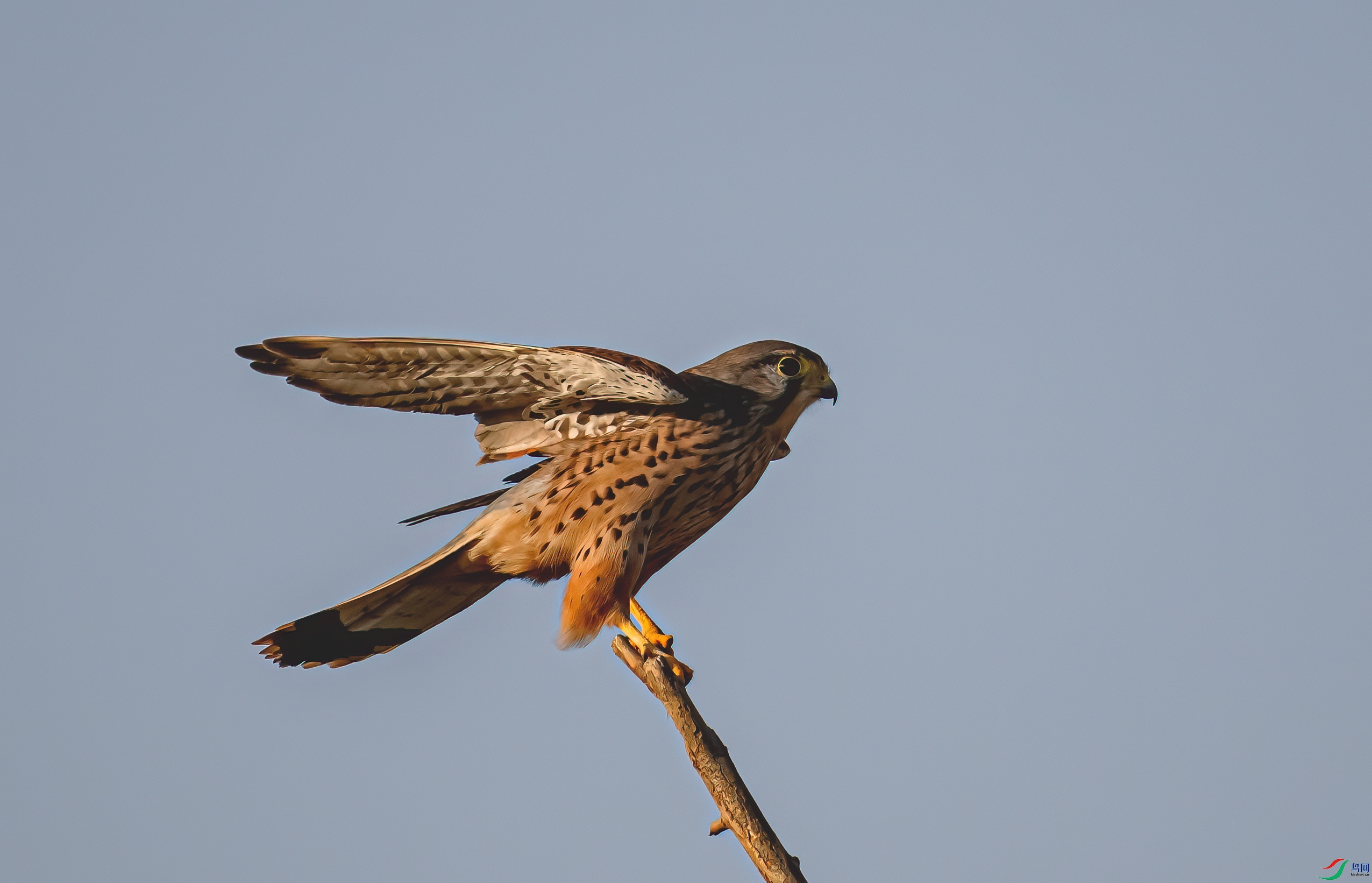 DSC_2470-11.jpg