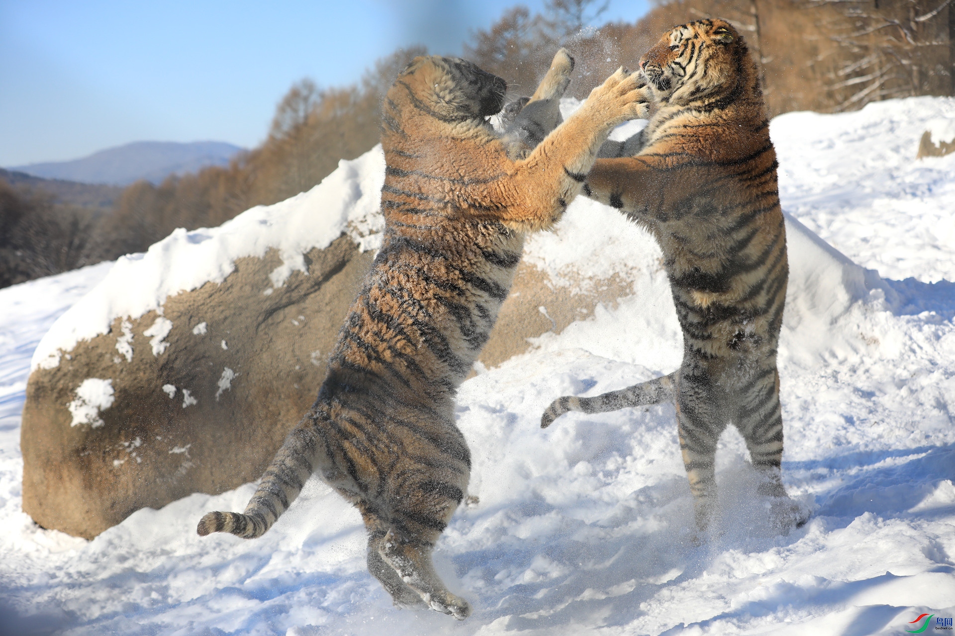 9G8A8743.JPG