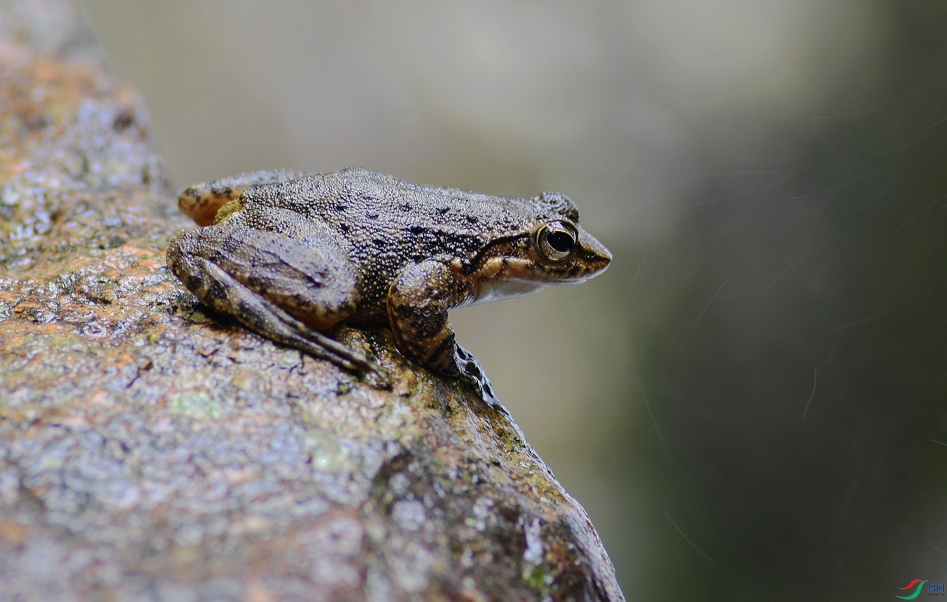 DSC_2333.jpg