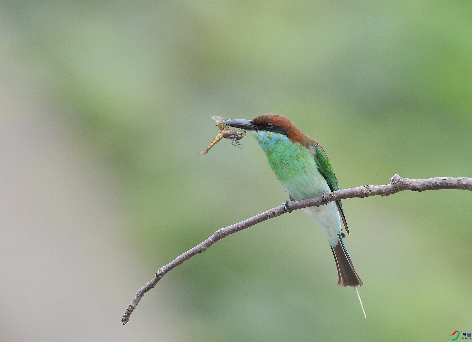DSC_6009.jpg