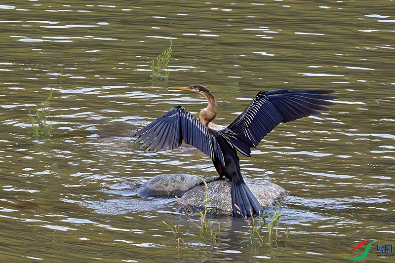 DSC_8131.jpg