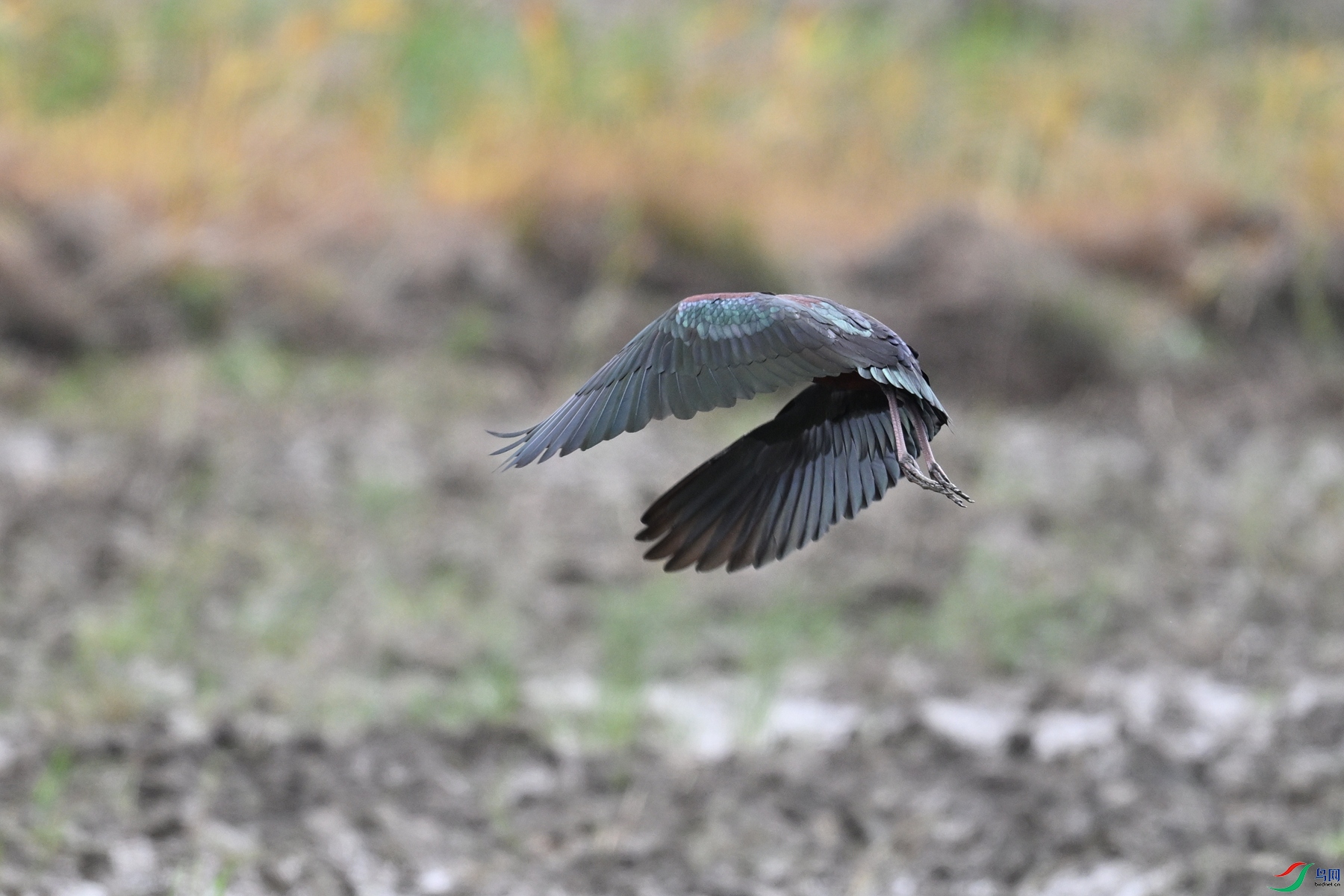 DSC_7546.JPG