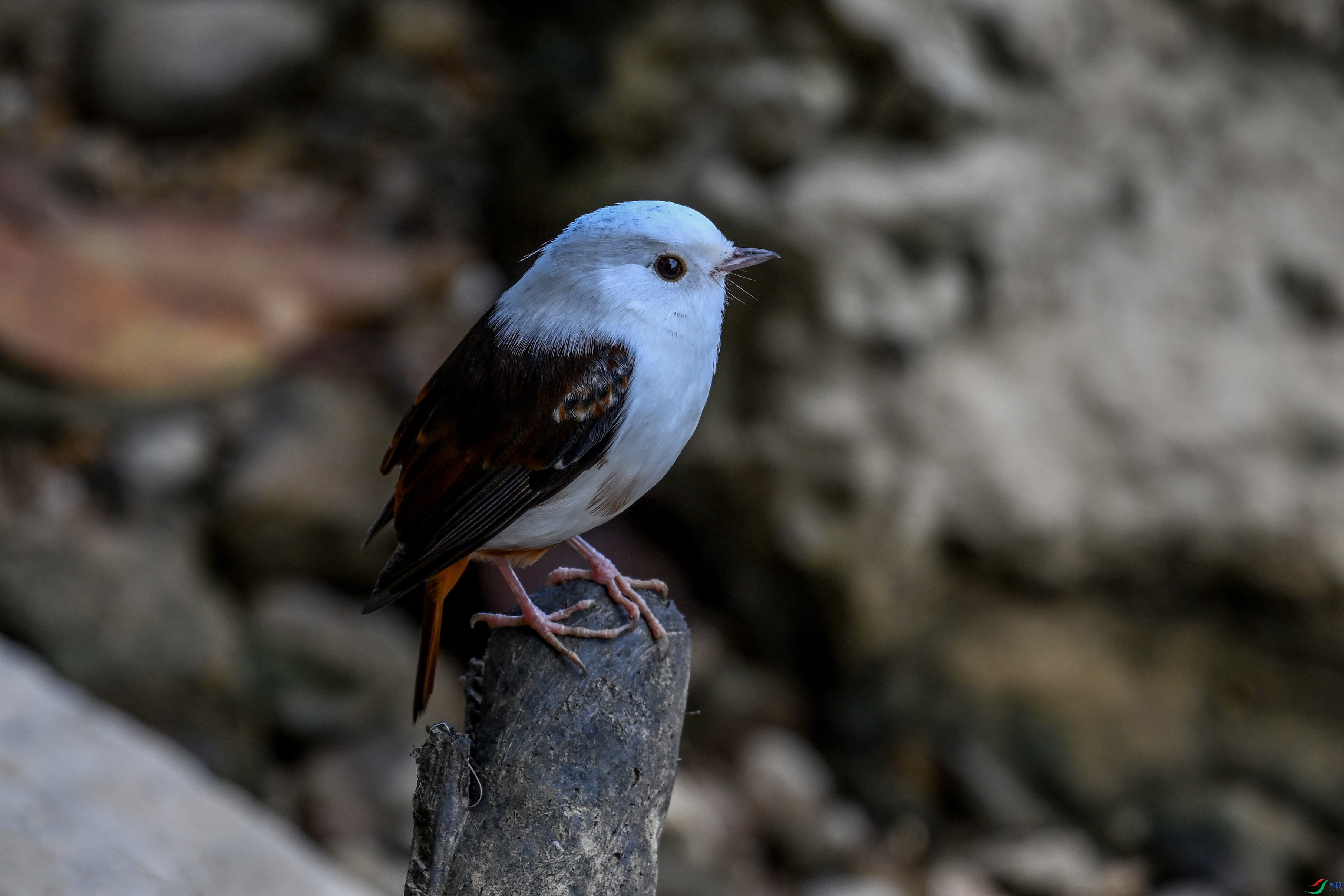 DSC_2815.JPG