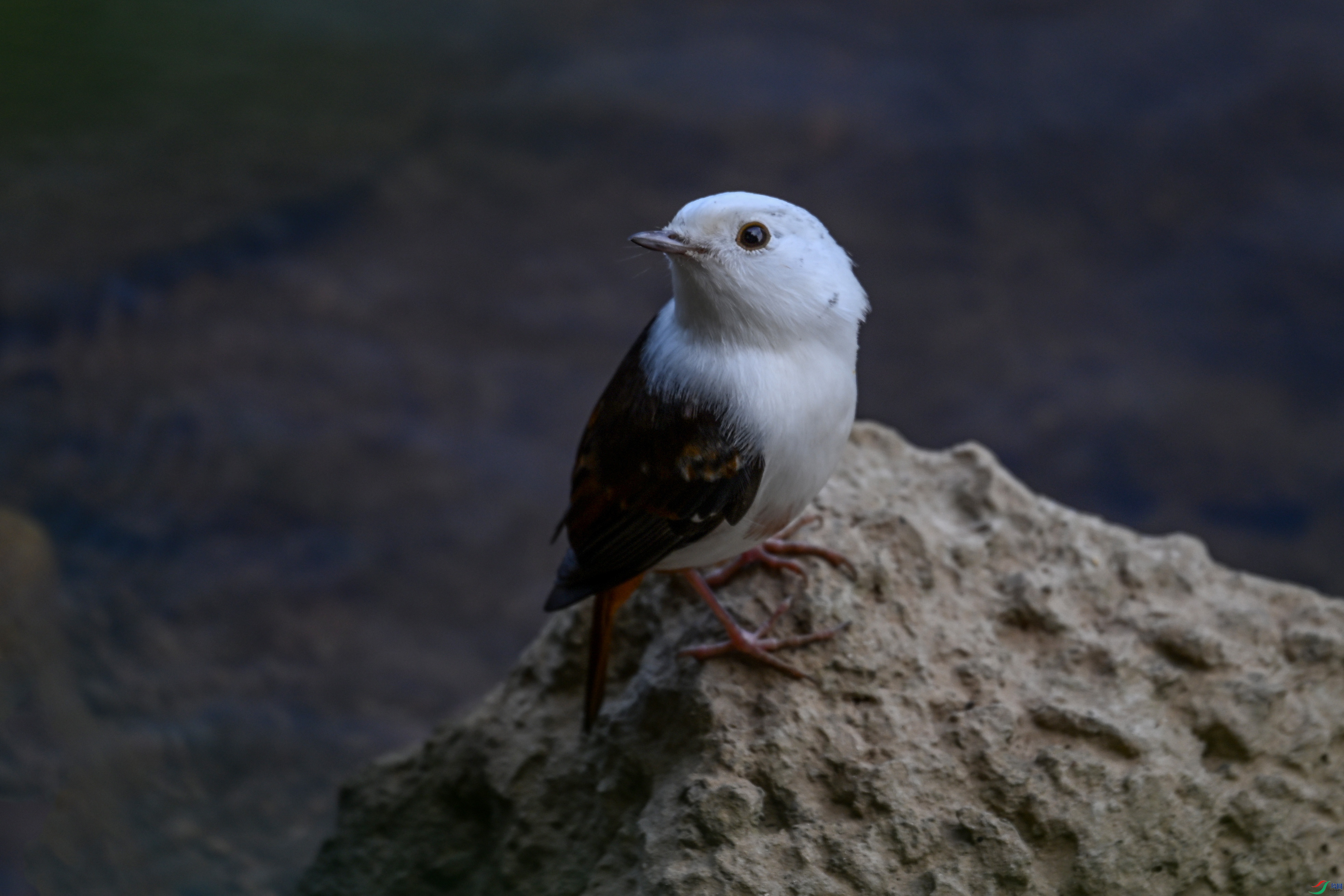 DSC_2836.JPG