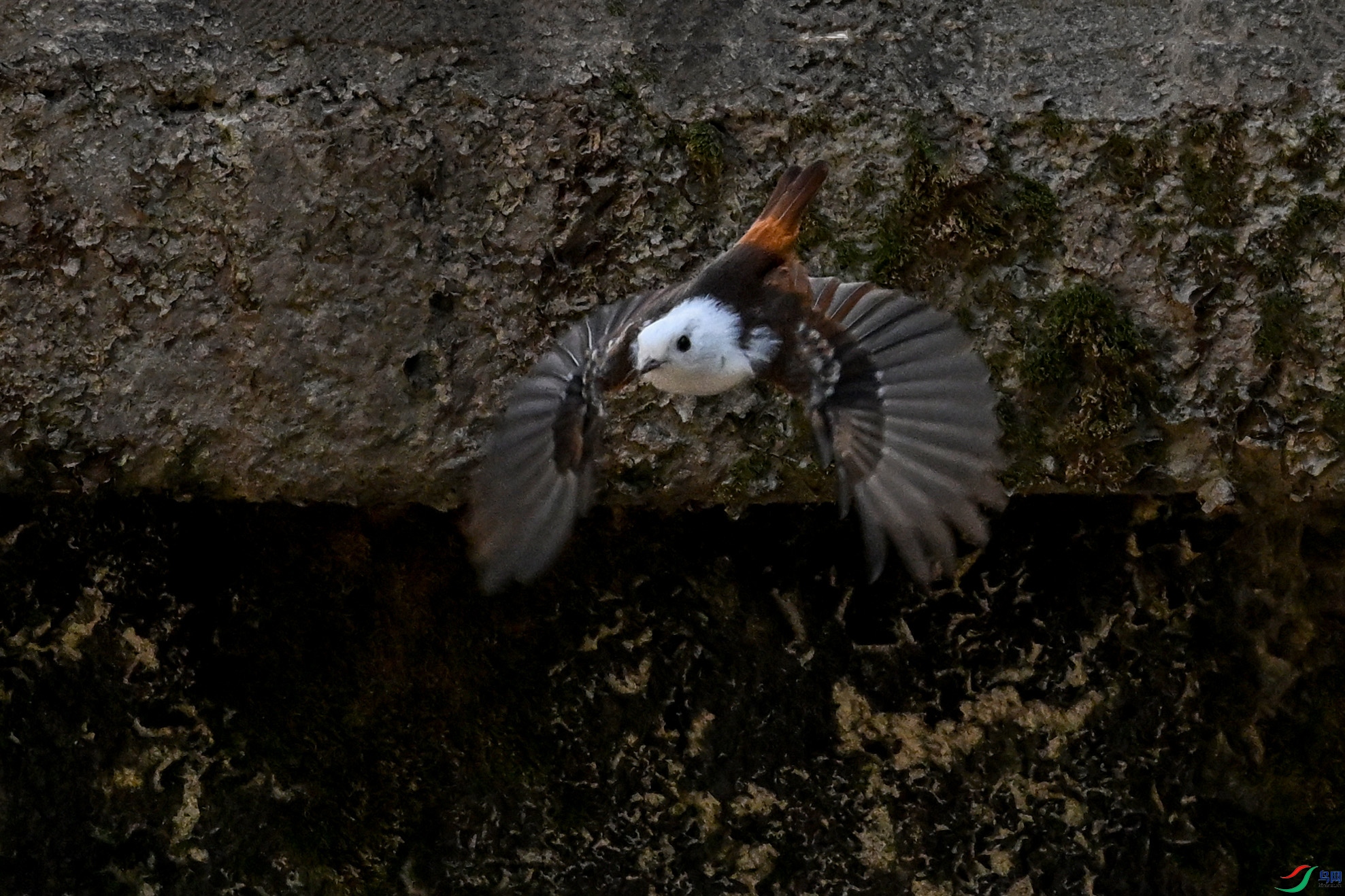 DSC_2954.JPG