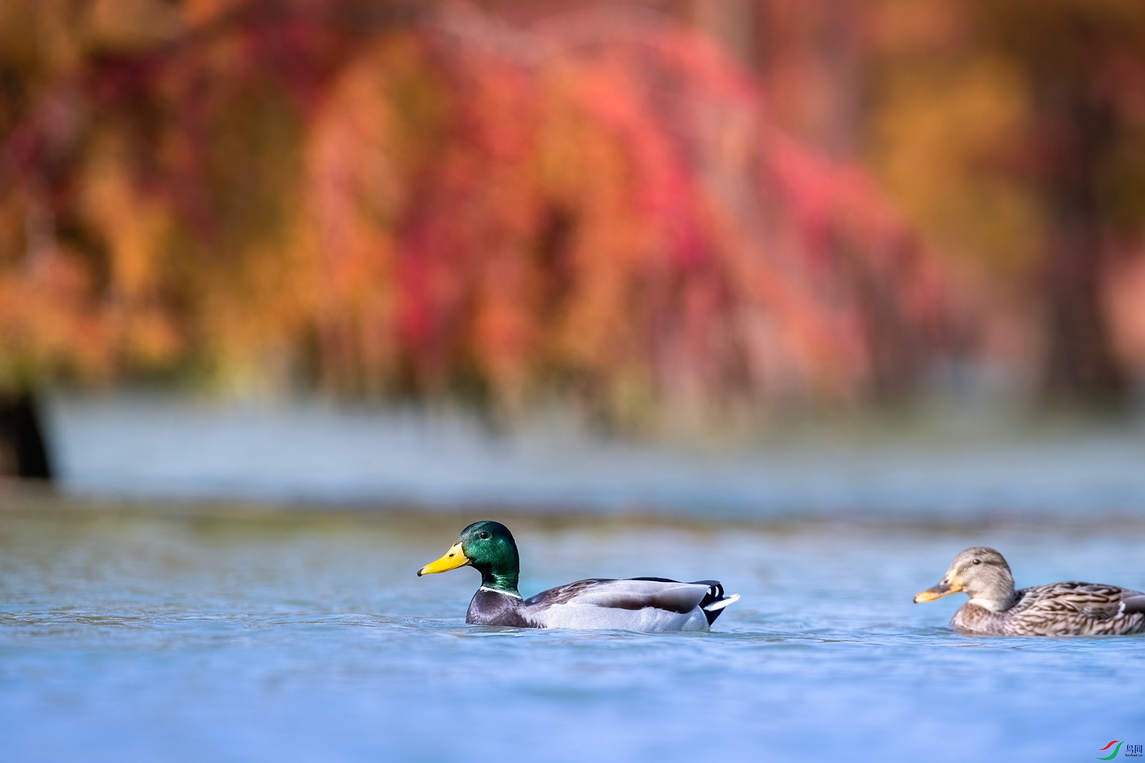 DSC_0034-1.jpg