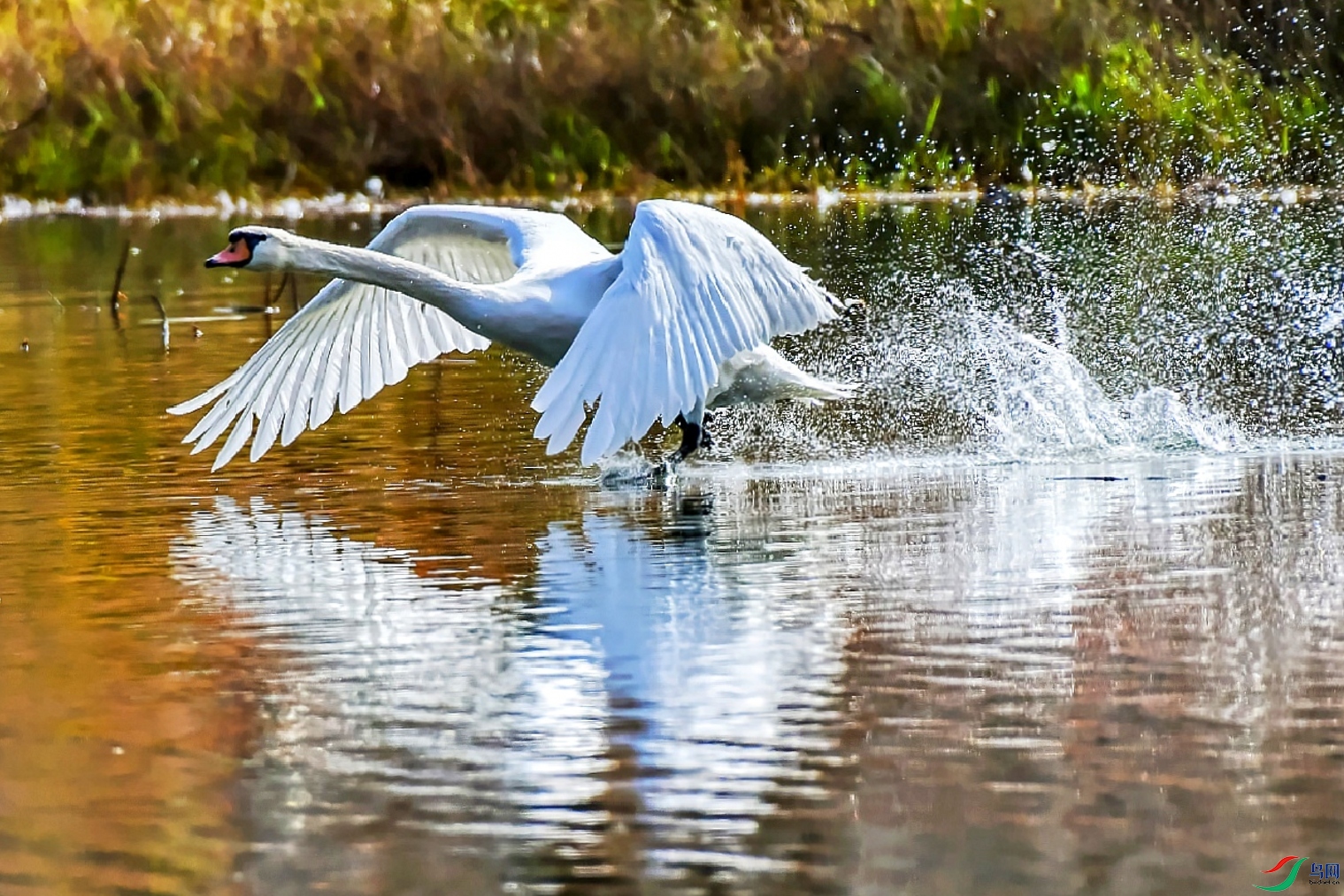 DSC_4003ˮ����ǧ.jpg