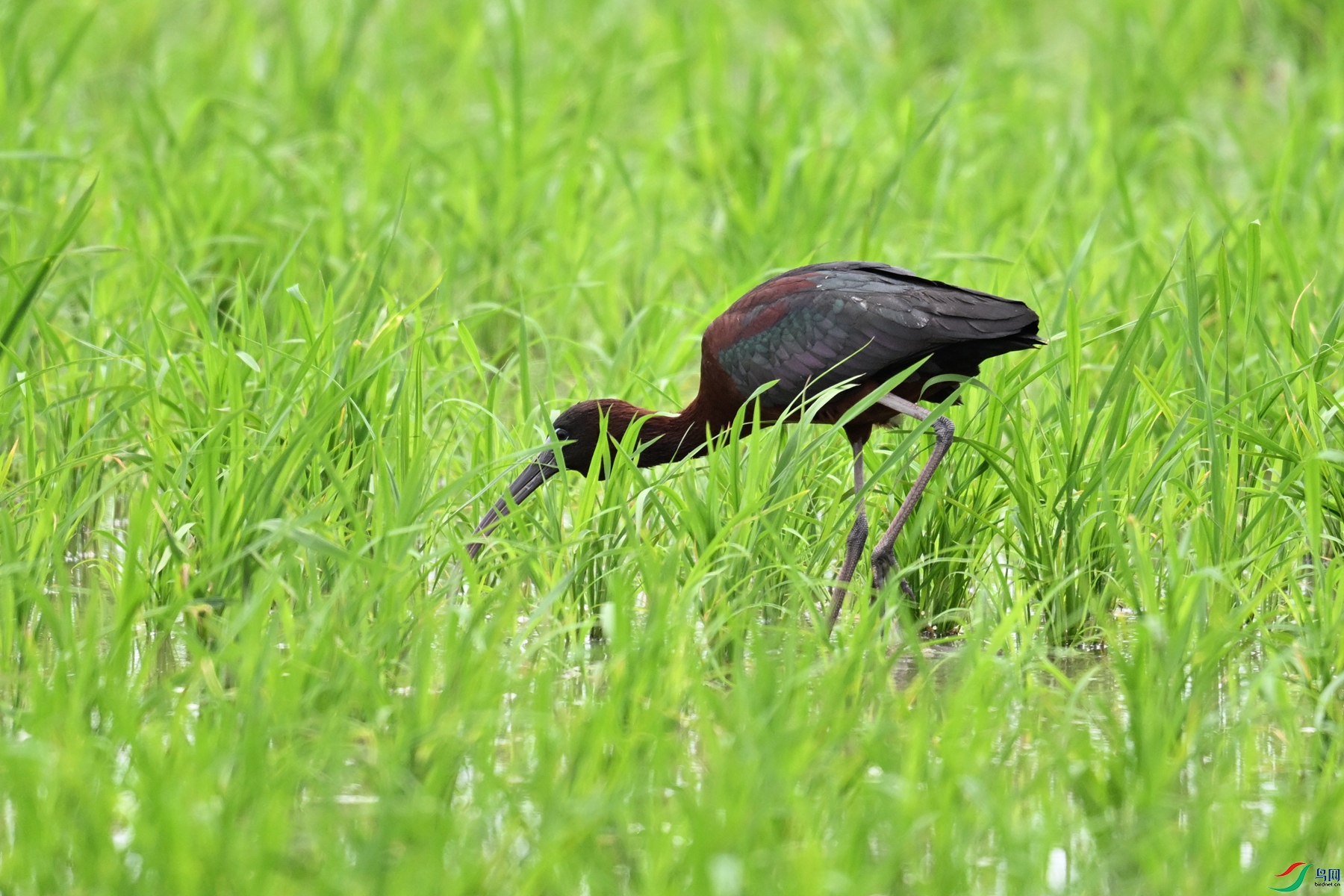 DSC_7667.JPG