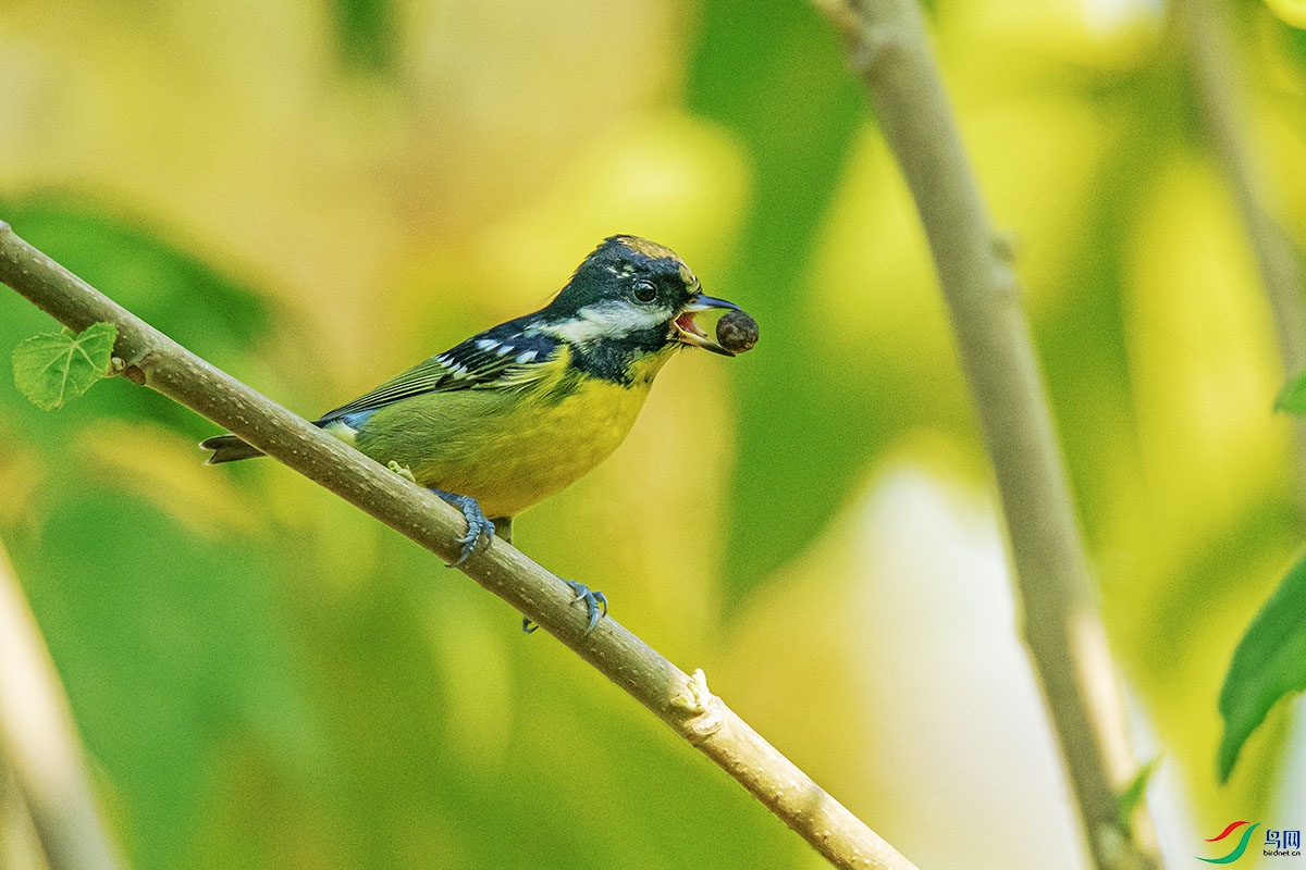 DSC_4410-����ǿ.jpg