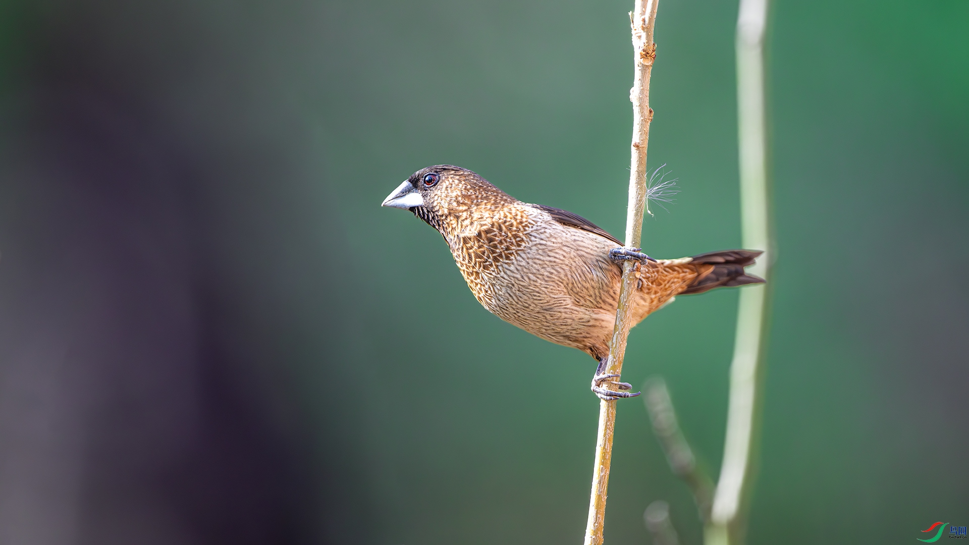 DSC_3536-����ǿ-NR ����.jpg