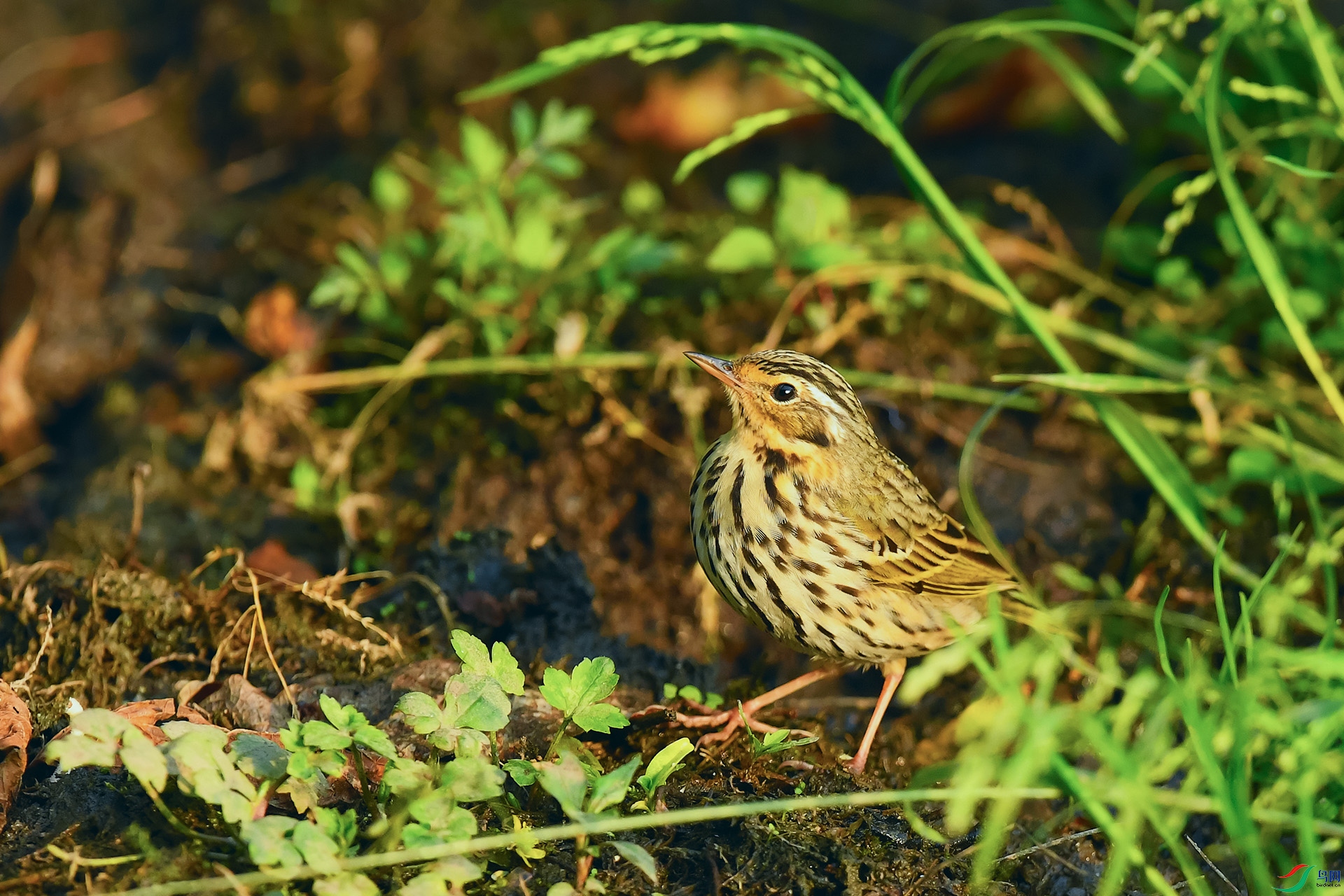 DSC_3520_DxO.jpga.jpg