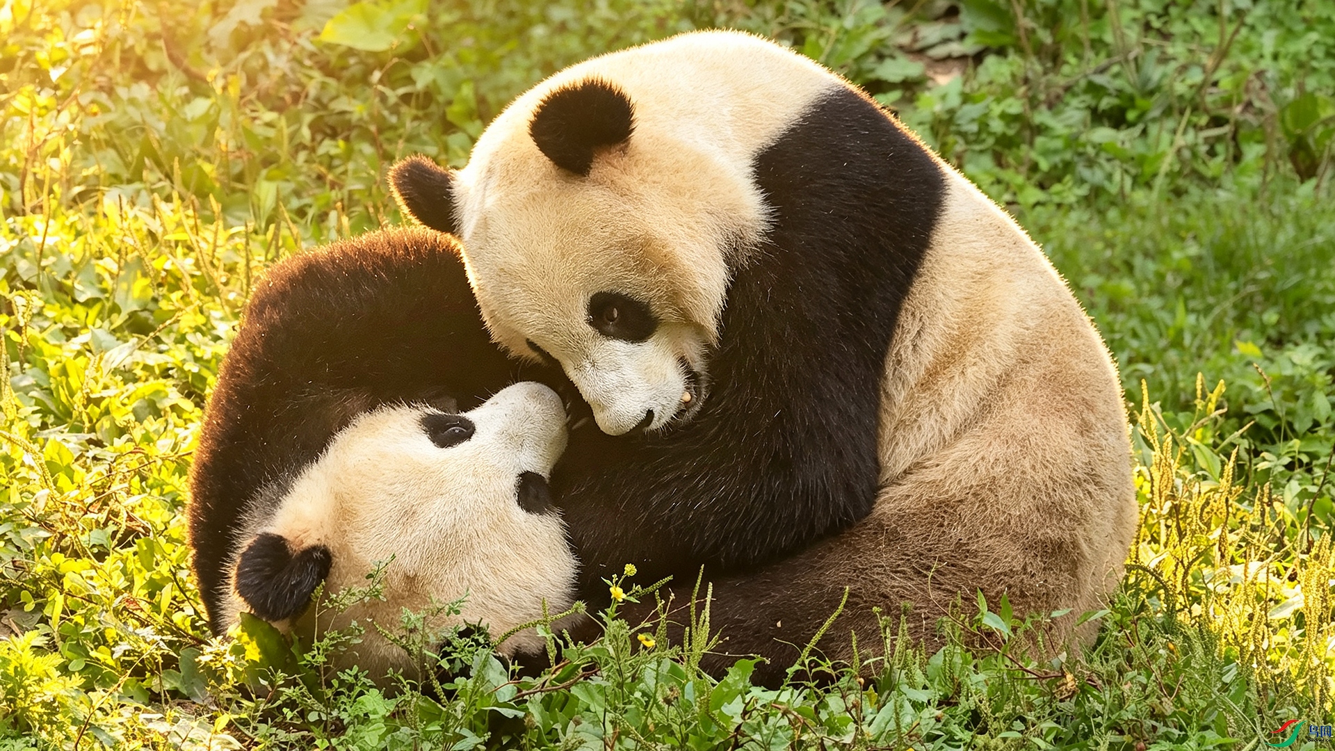 ����è026˫������.jpg