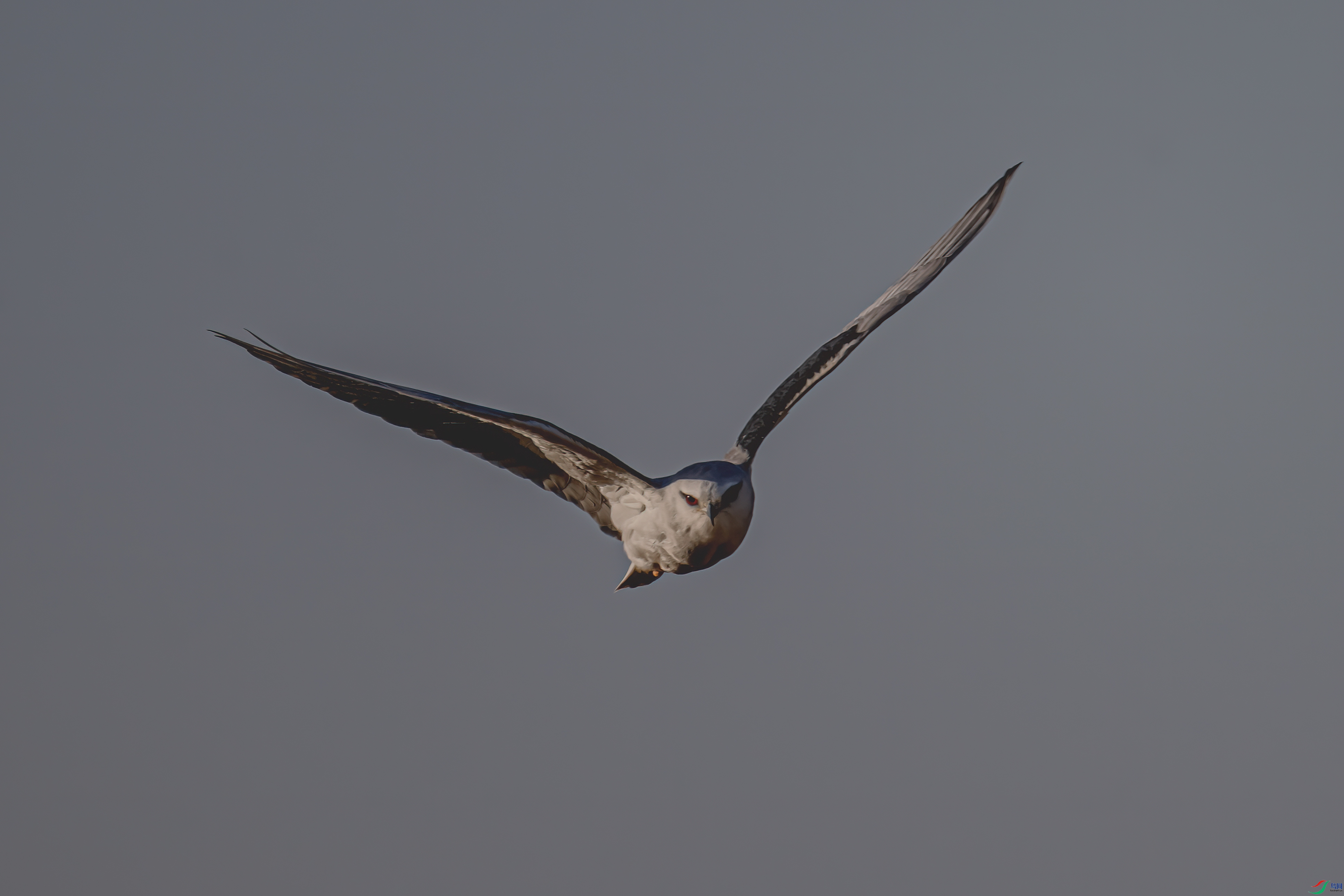 DSC_2638-11.jpg