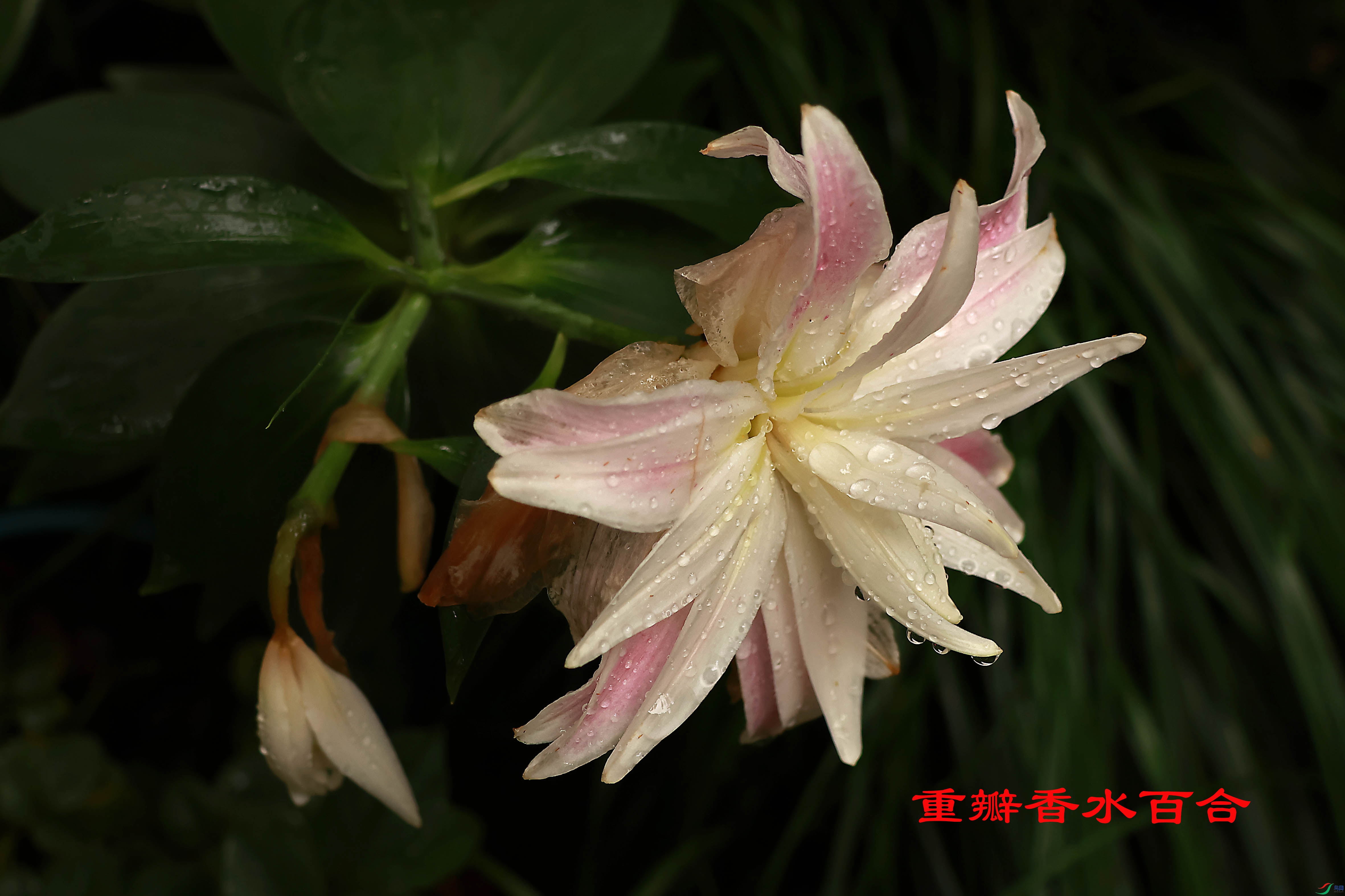 2G9A0148.JPG