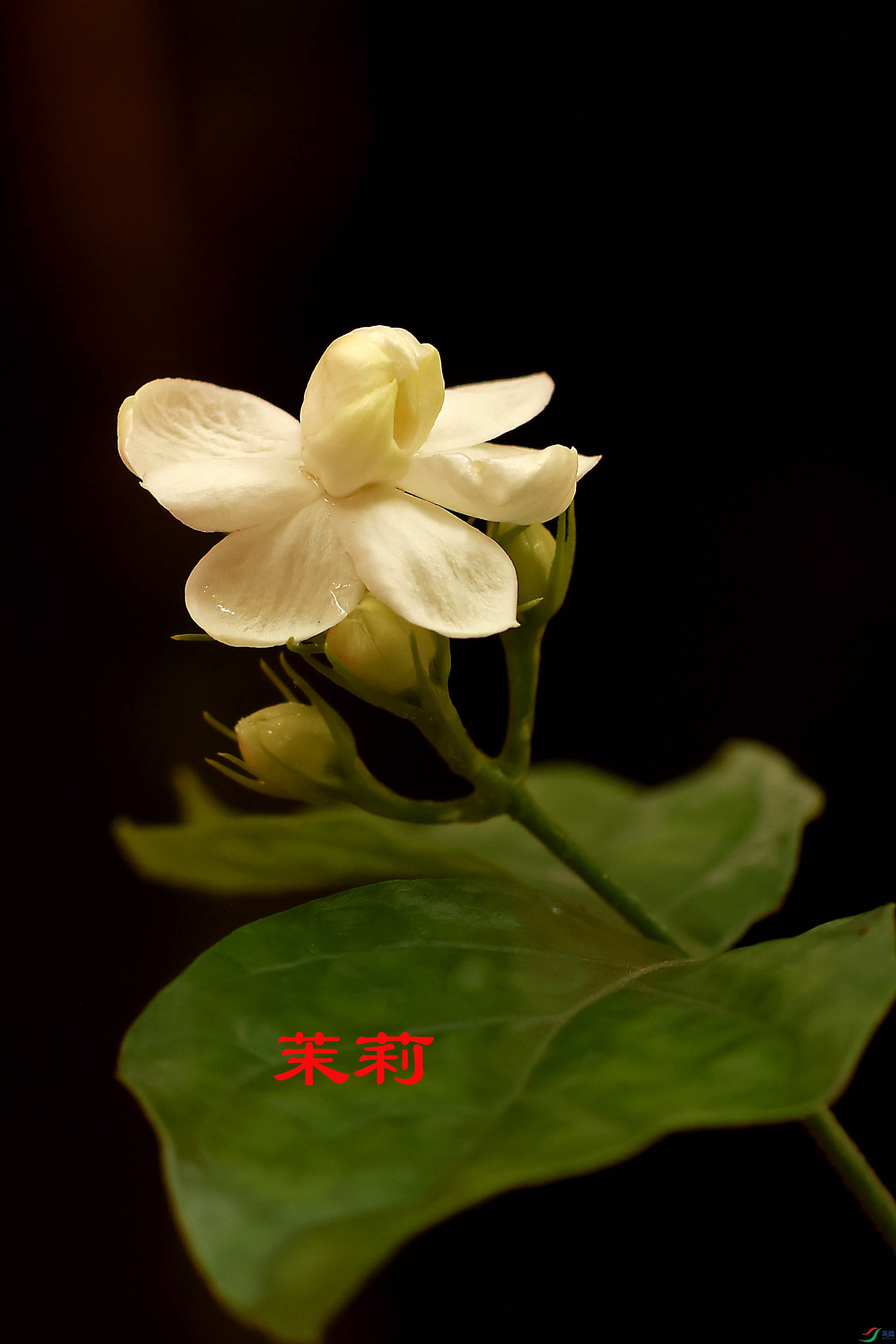 2G9A0181.JPG