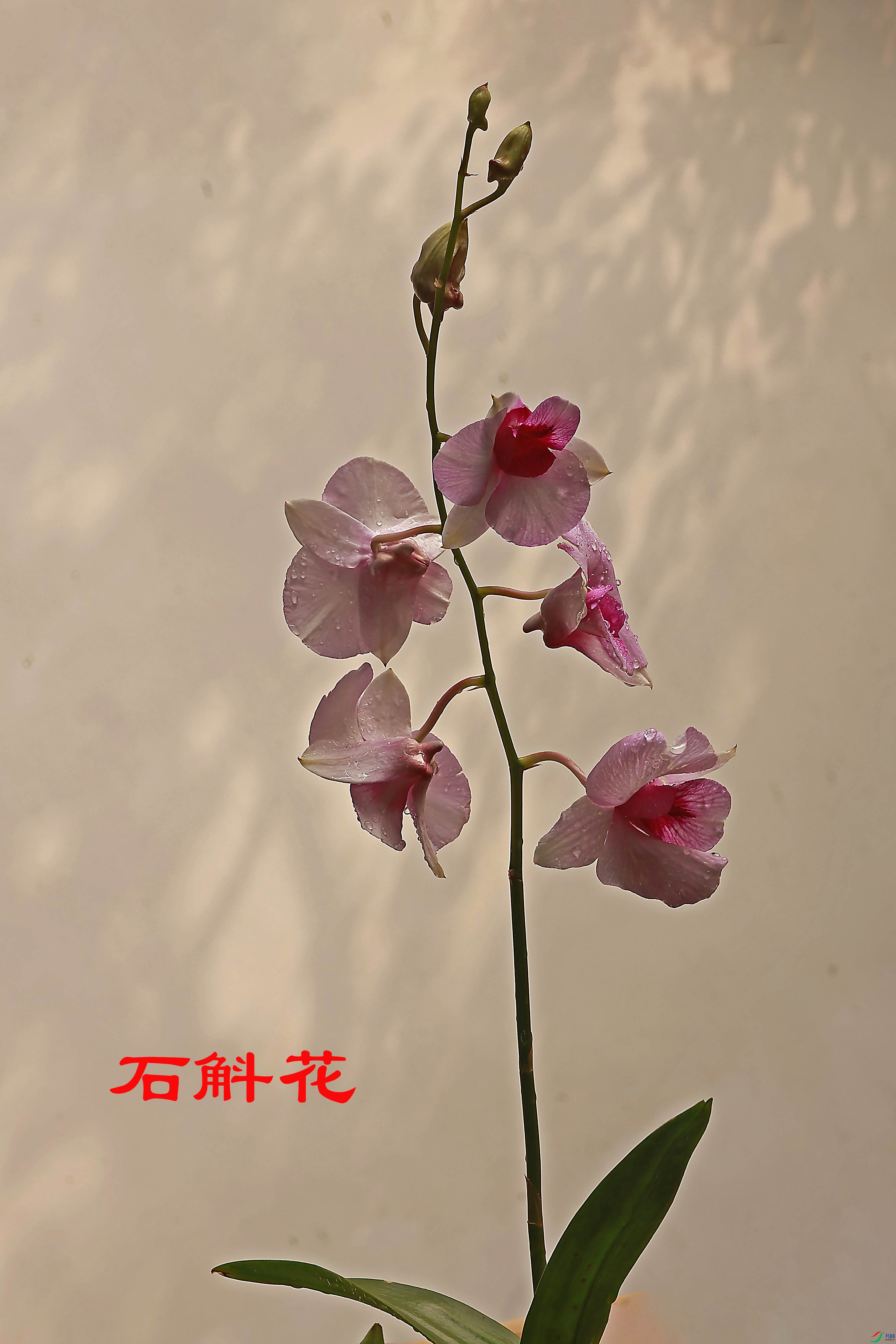 2G9A0179.JPG