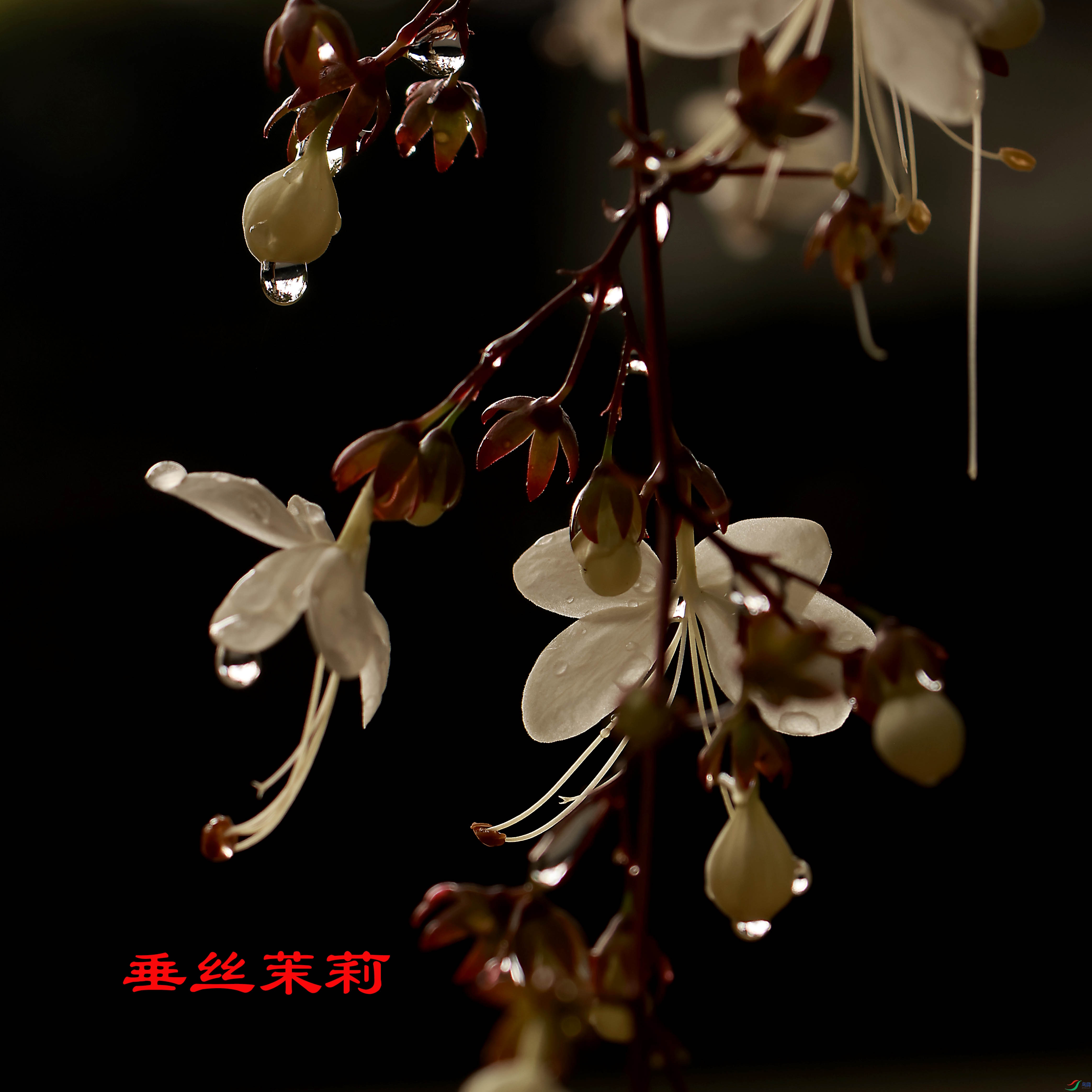 2G9A0172.JPG