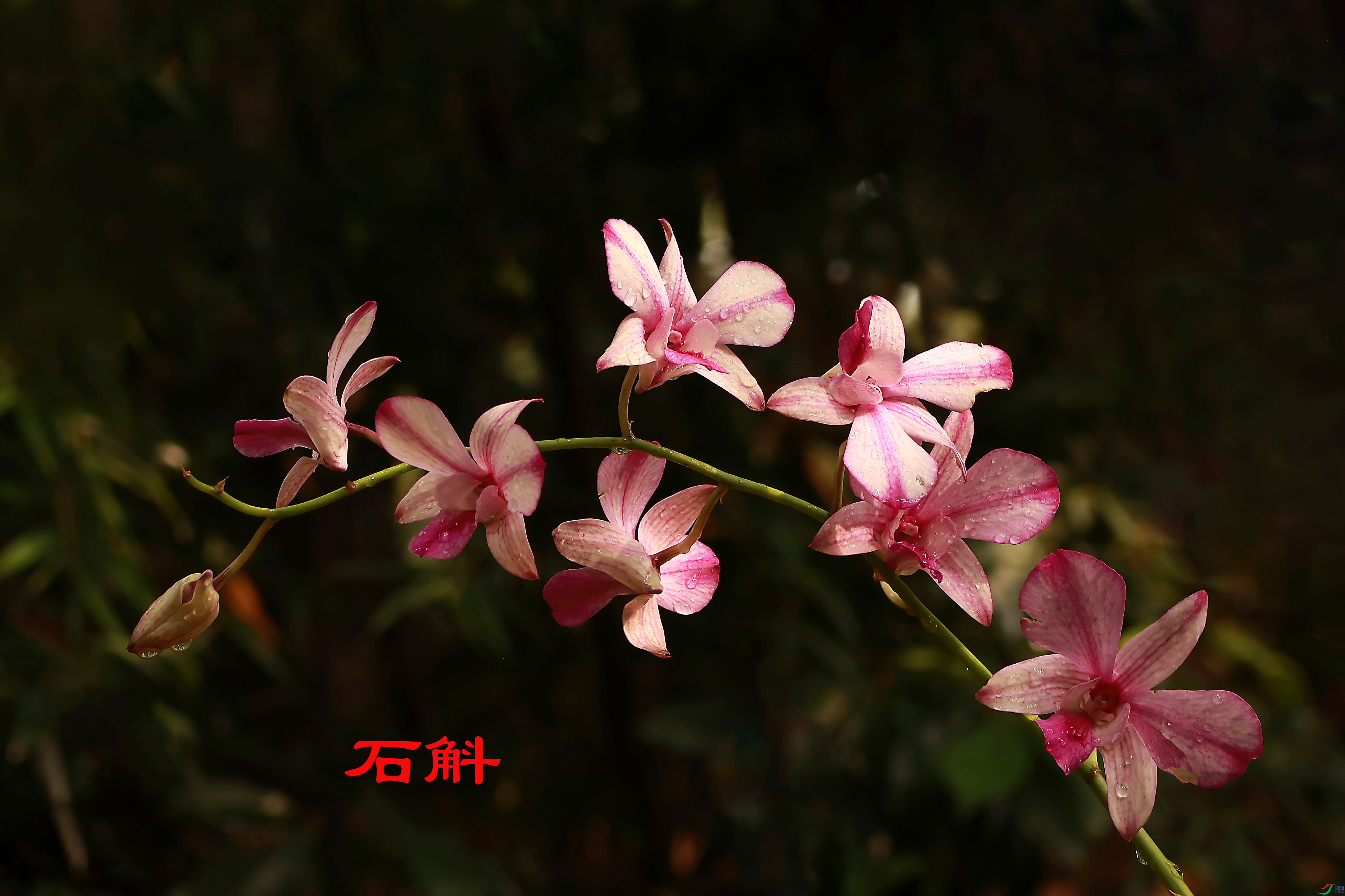 2G9A0185.JPG