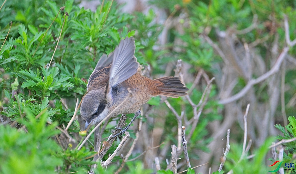 DSCF7312.1.jpg