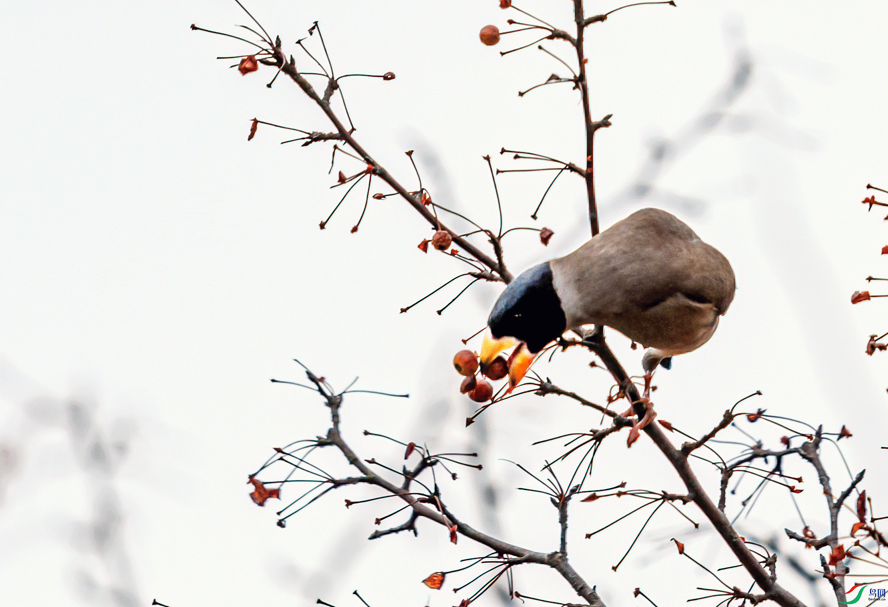 _DSC2241-11.gif