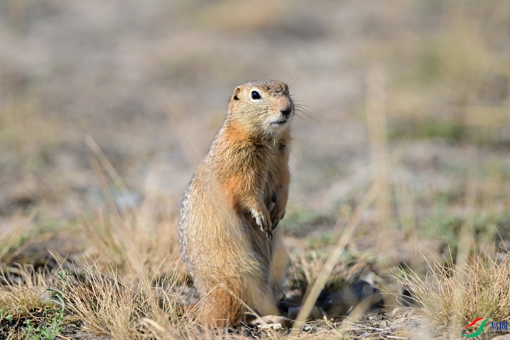 DSC_1176.jpg