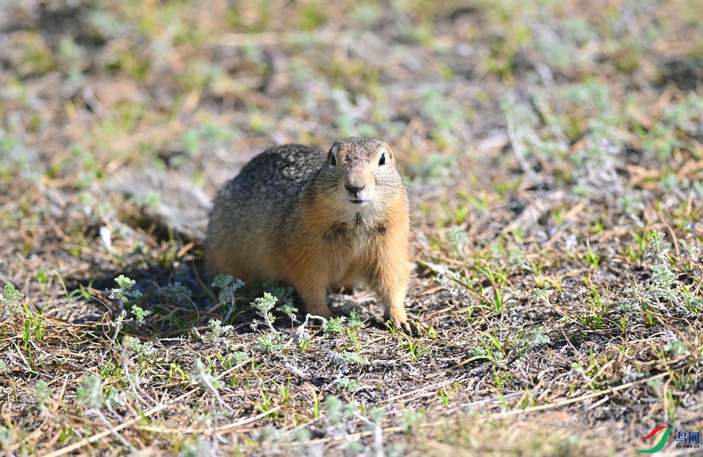 DSC_0960_����.jpg