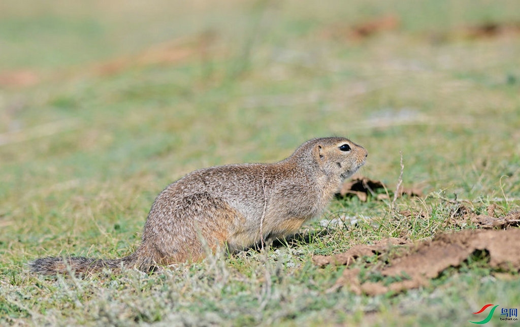 DSC_1264_����.jpg