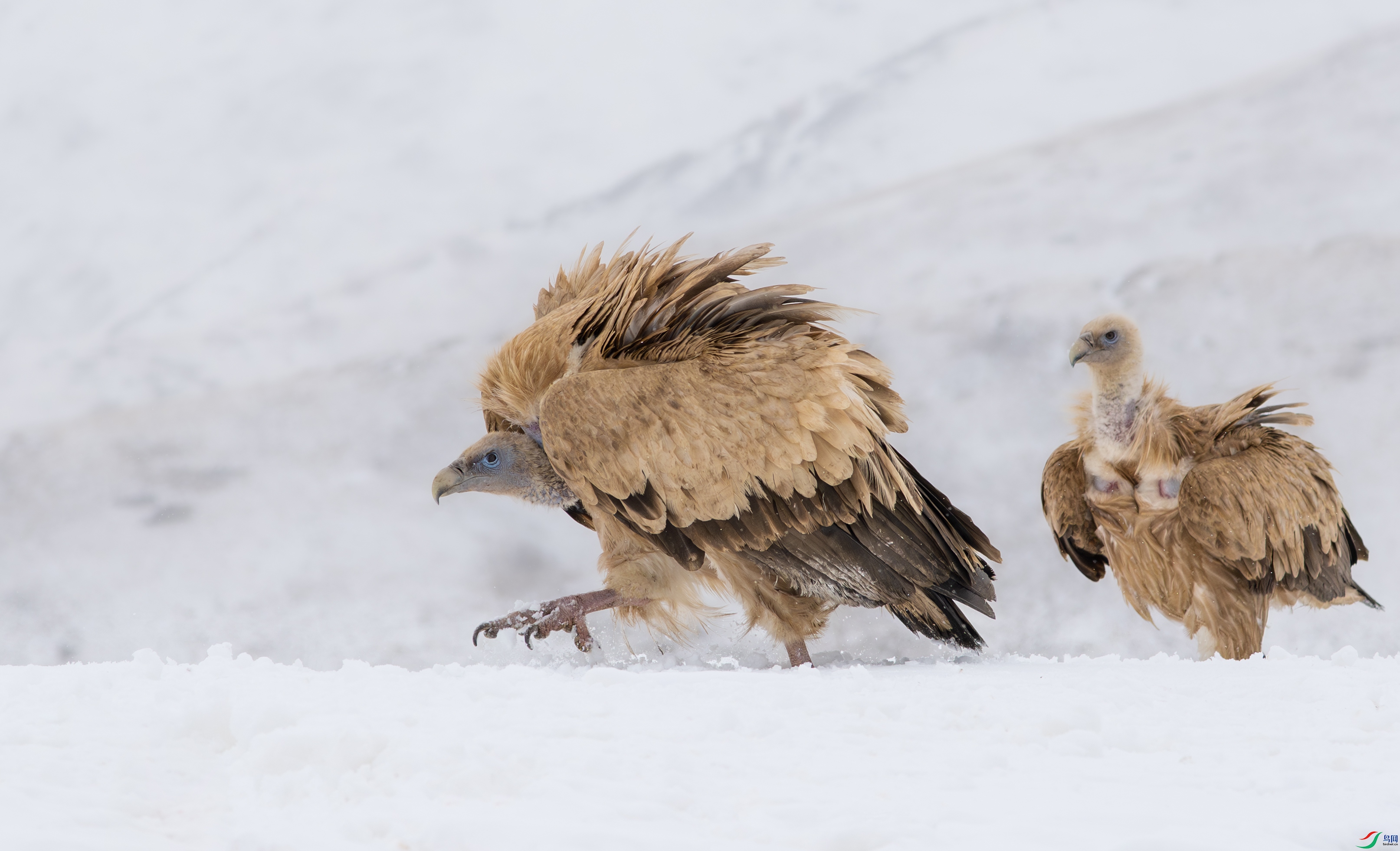 DSC_1242-1X.jpg