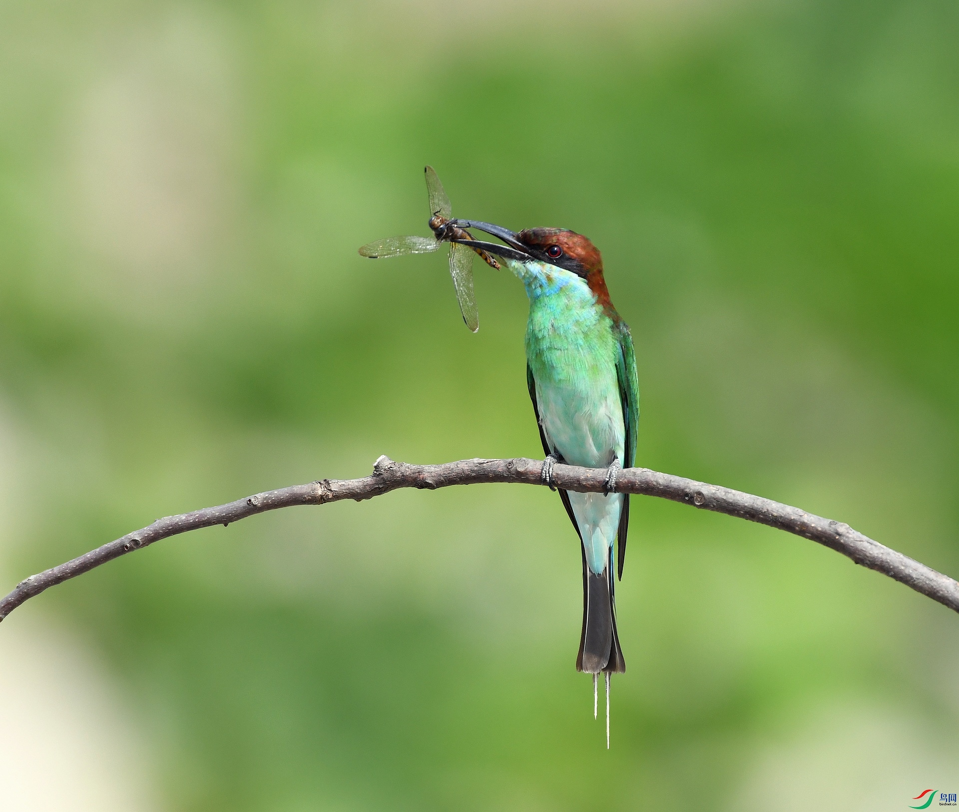 DSC_1009.jpg