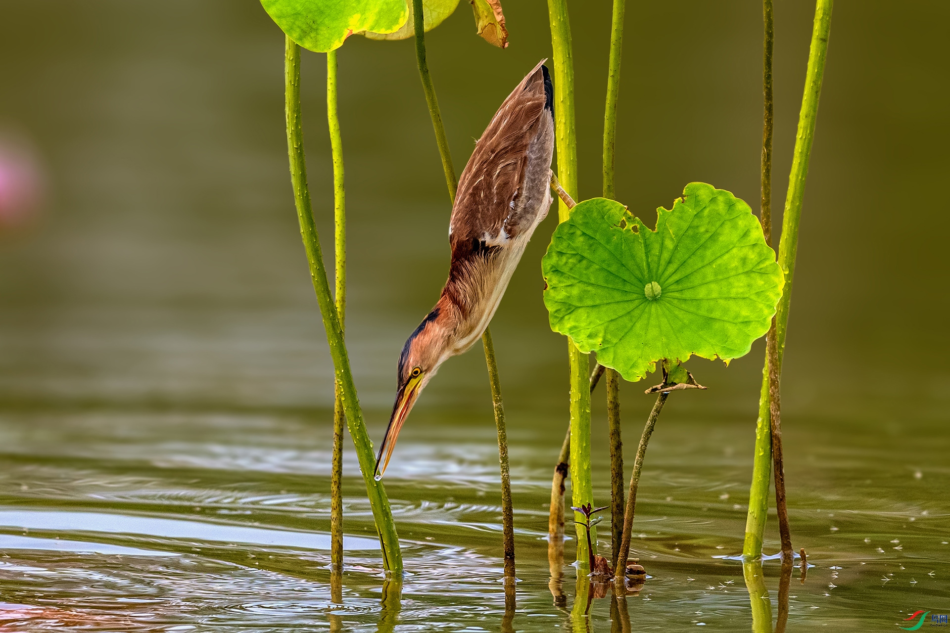 _AUU7957 ��έ�Z(25.7.29).jpg