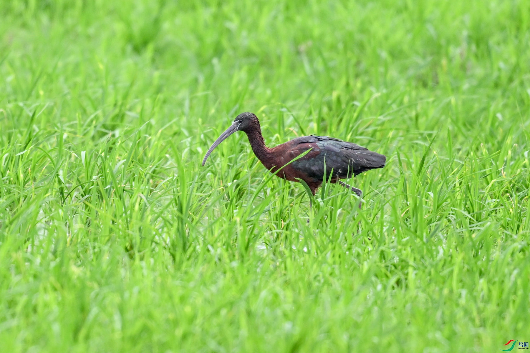 DSC_7798.JPG