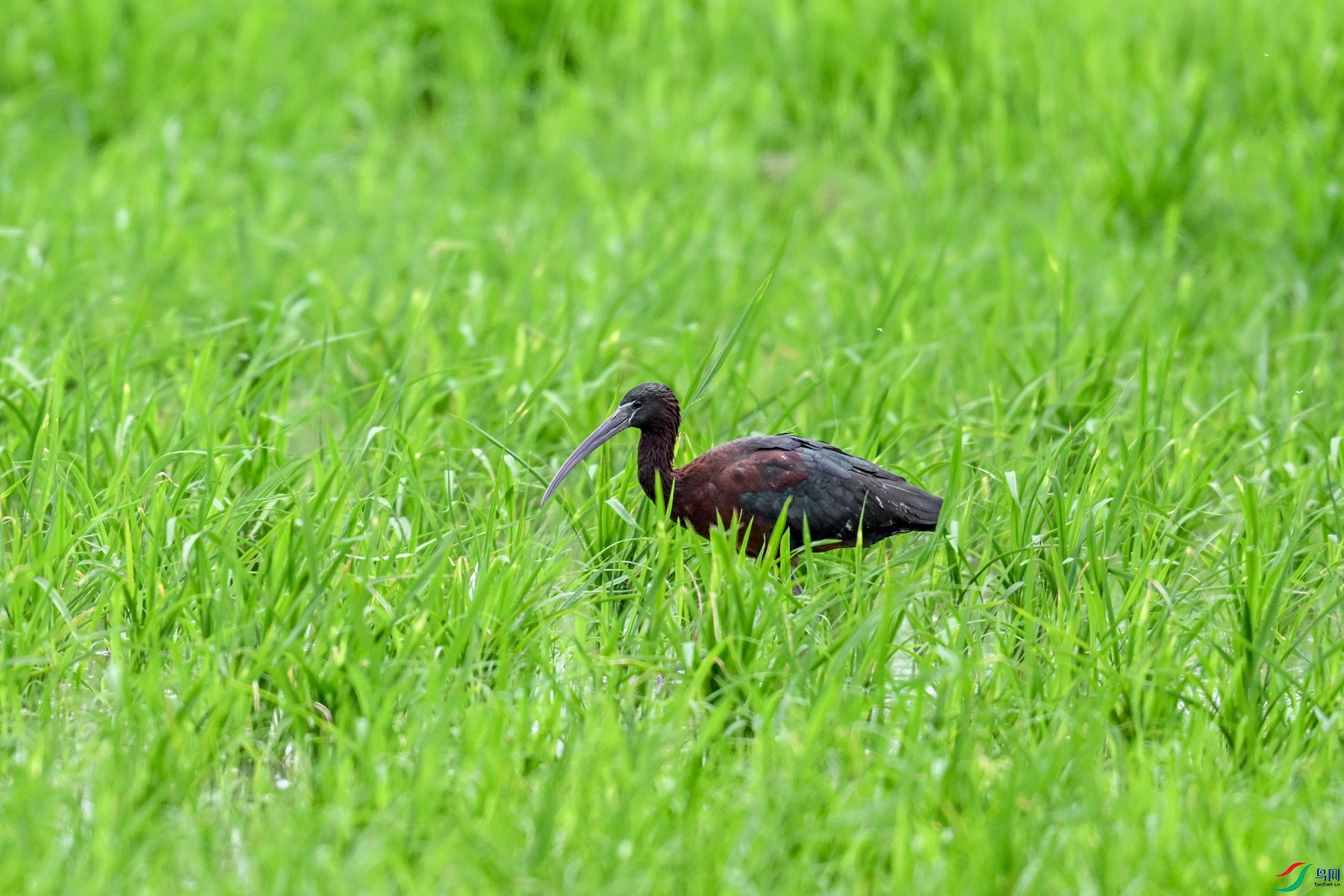 DSC_7801.JPG