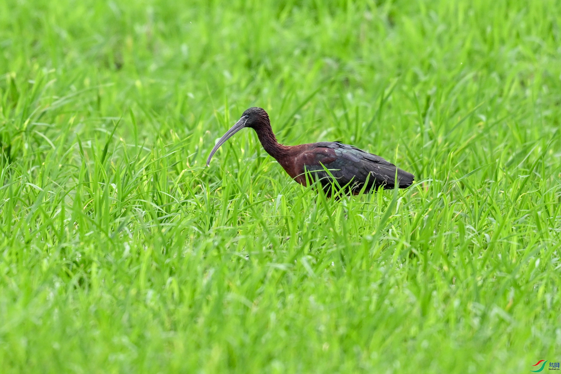 DSC_7794.JPG