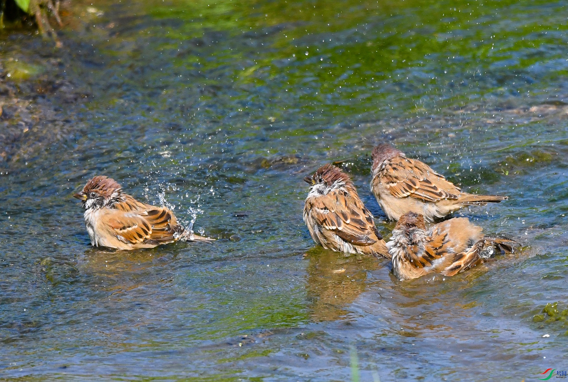 DSC_2574_��ͼ�� ����.jpg