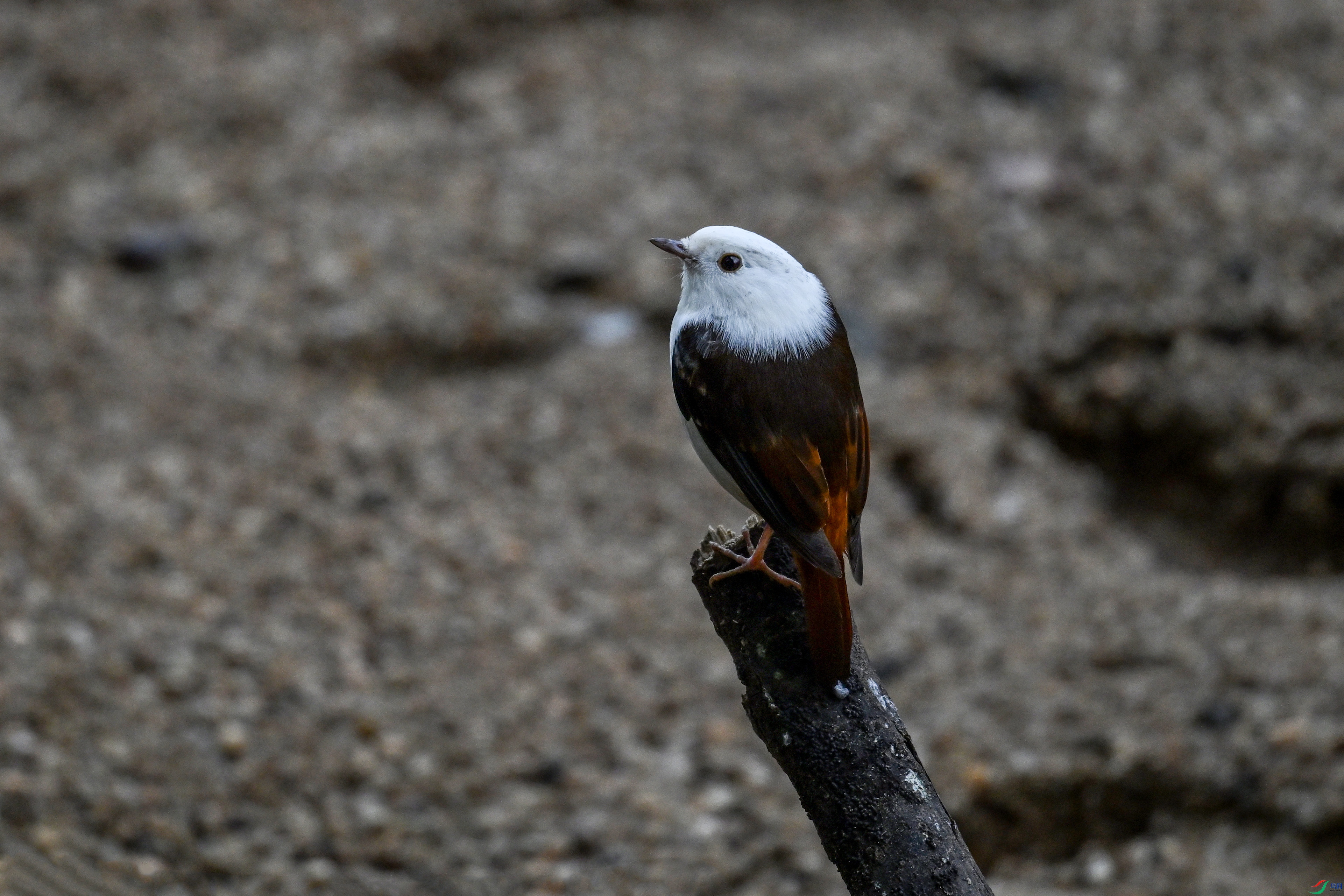 DSC_3270.JPG