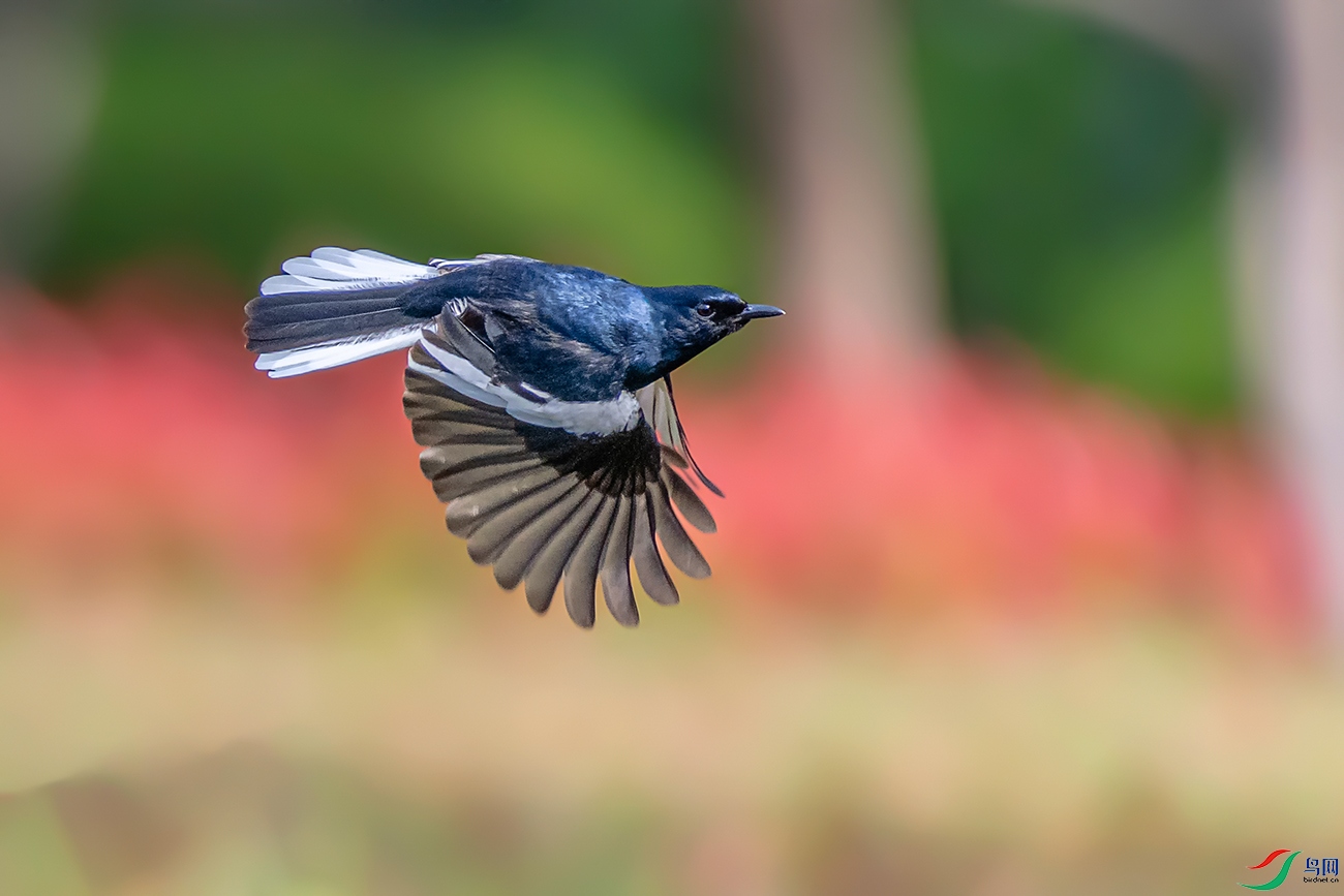 DSC_9524A.jpg