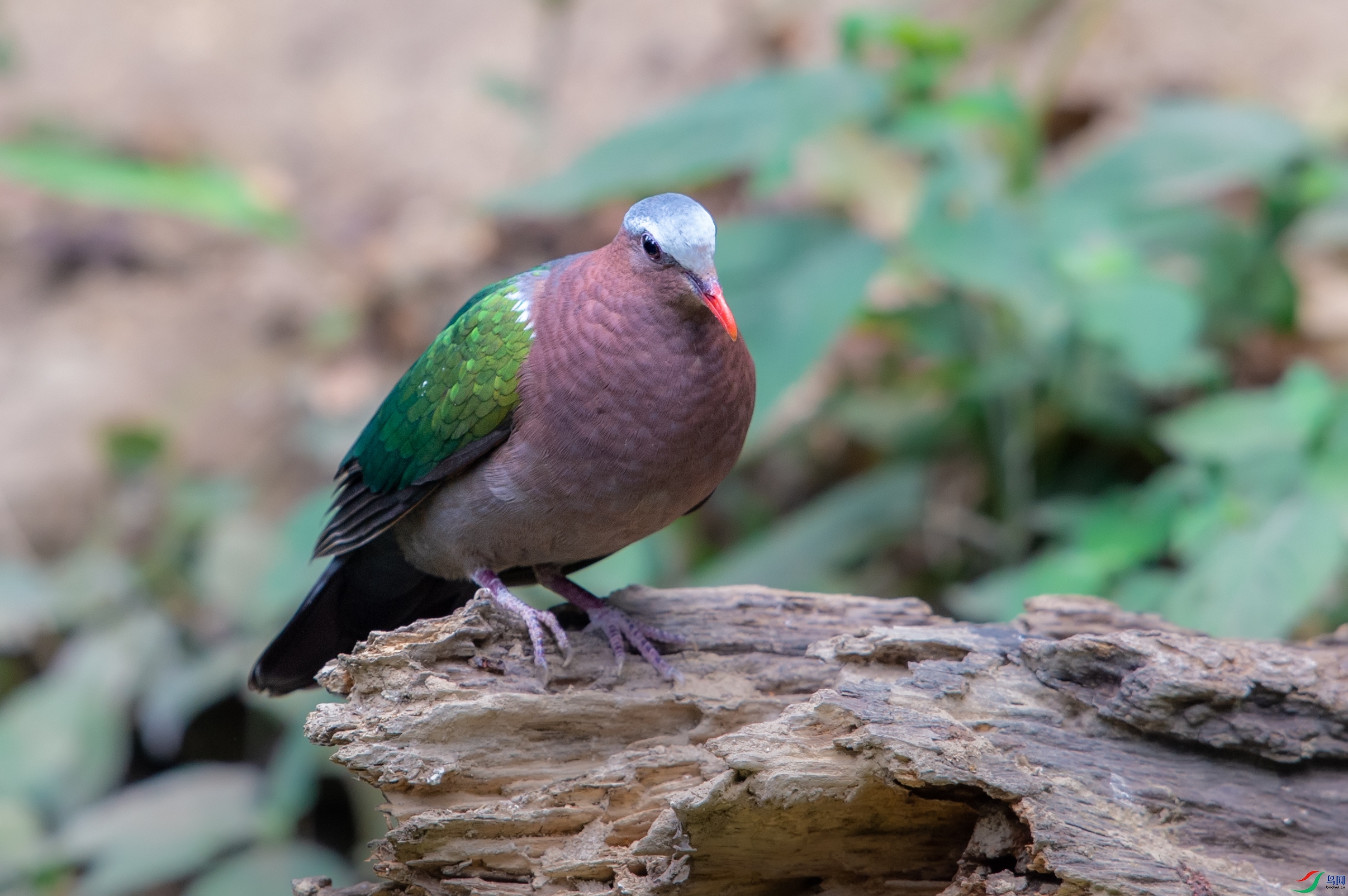 DSC_4298-1.jpg