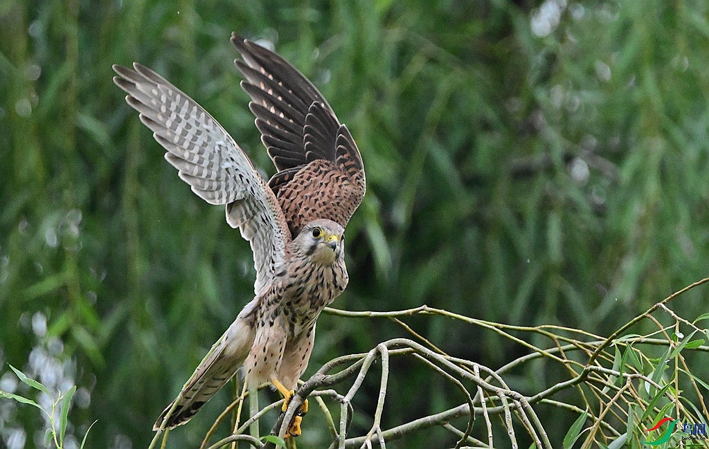 DSC_1944.JPG
