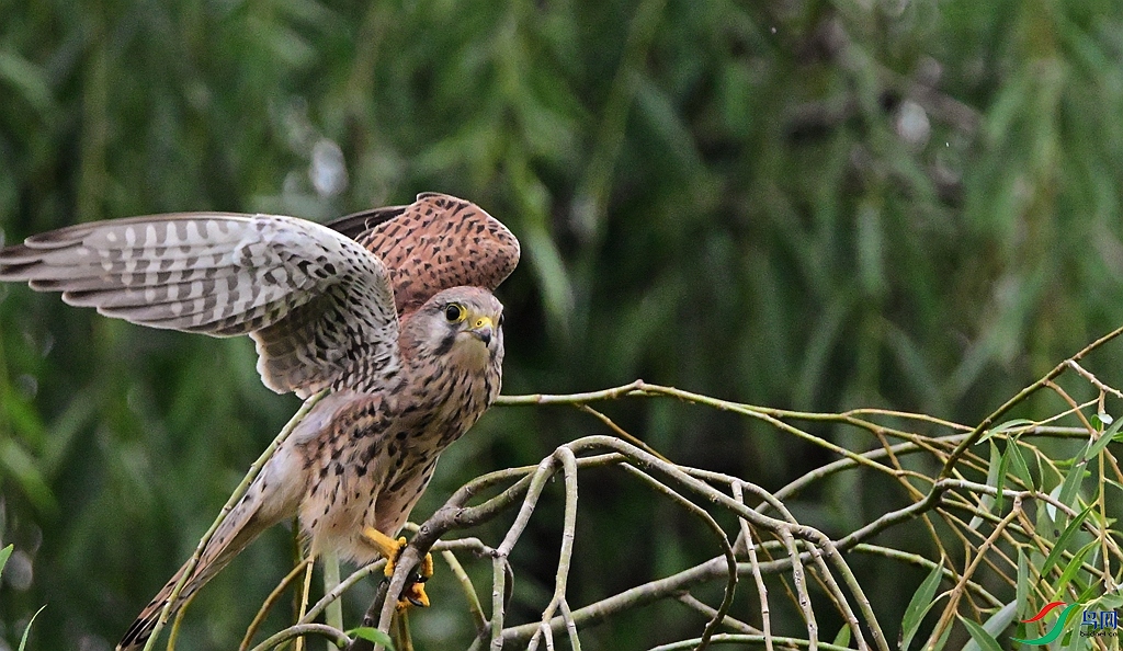 DSC_1943.JPG