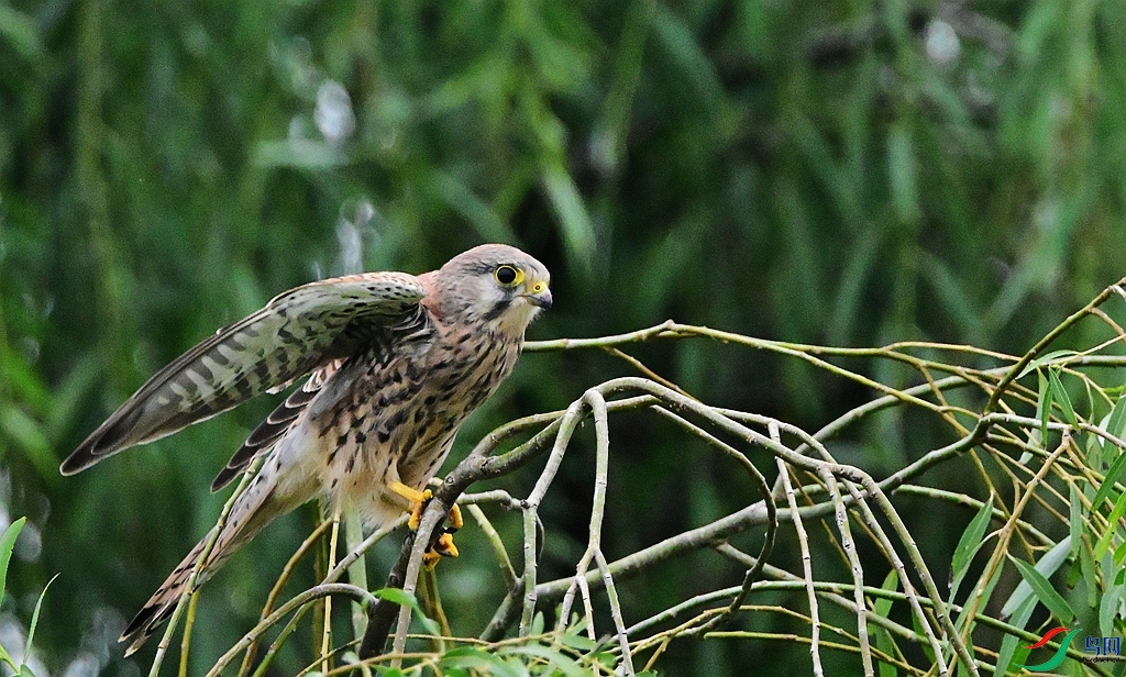DSC_1942.JPG