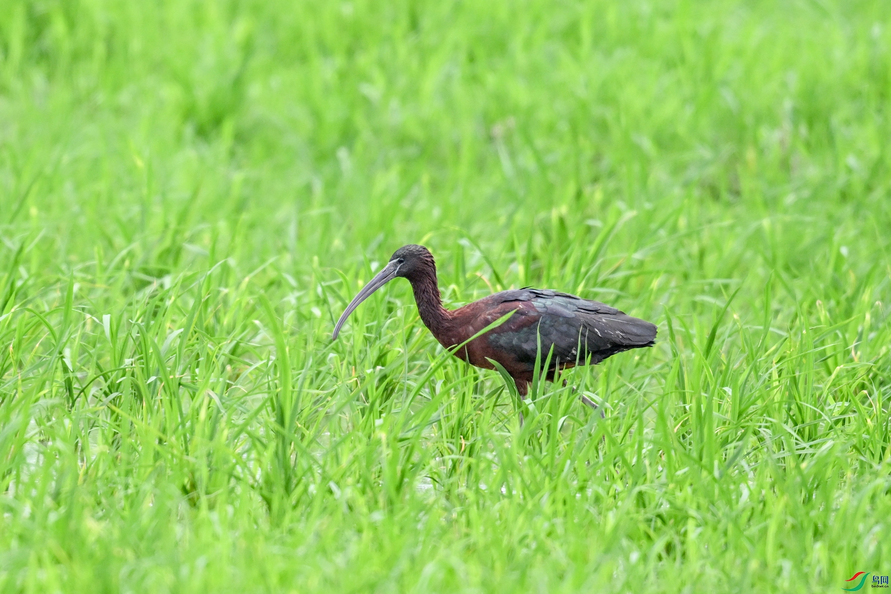 DSC_7797.JPG