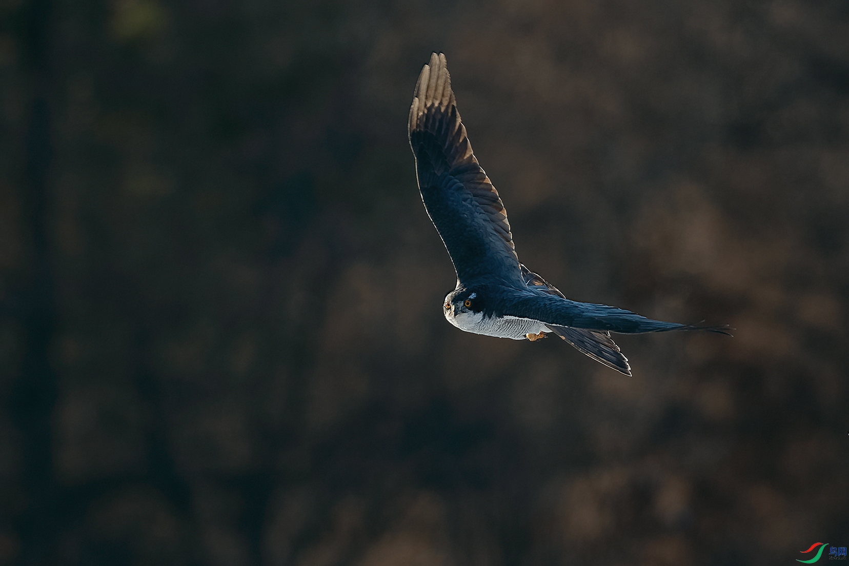 DSC_2536_DxOa.jpg