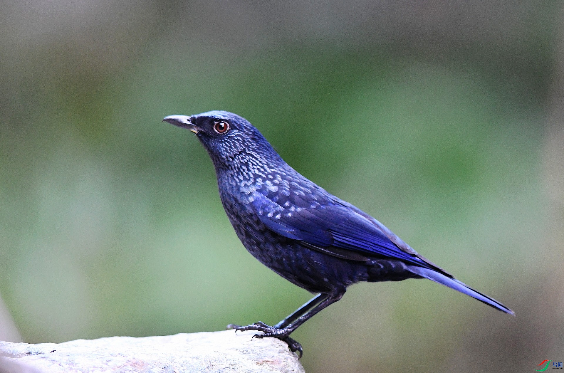 DSC_2525.jpg