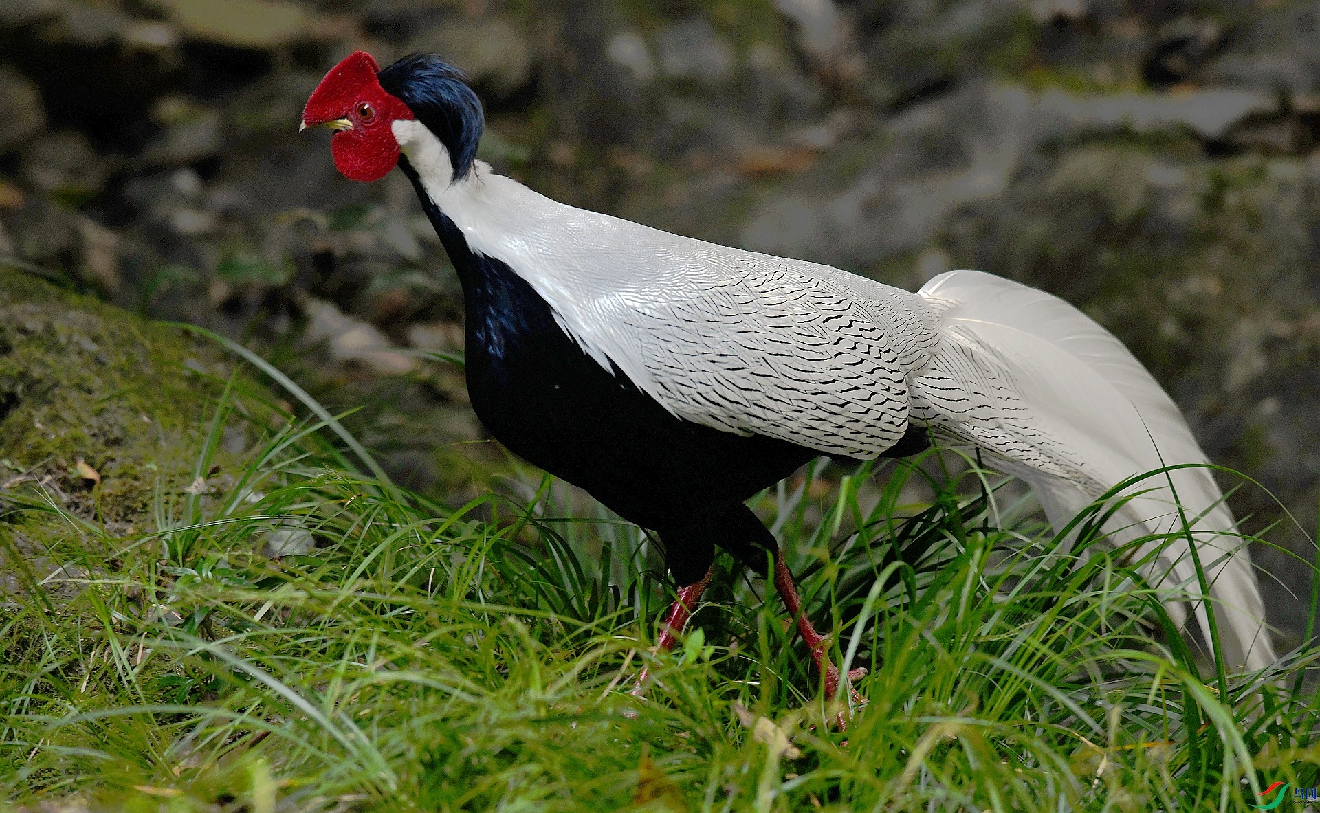 DSC_2179.jpg