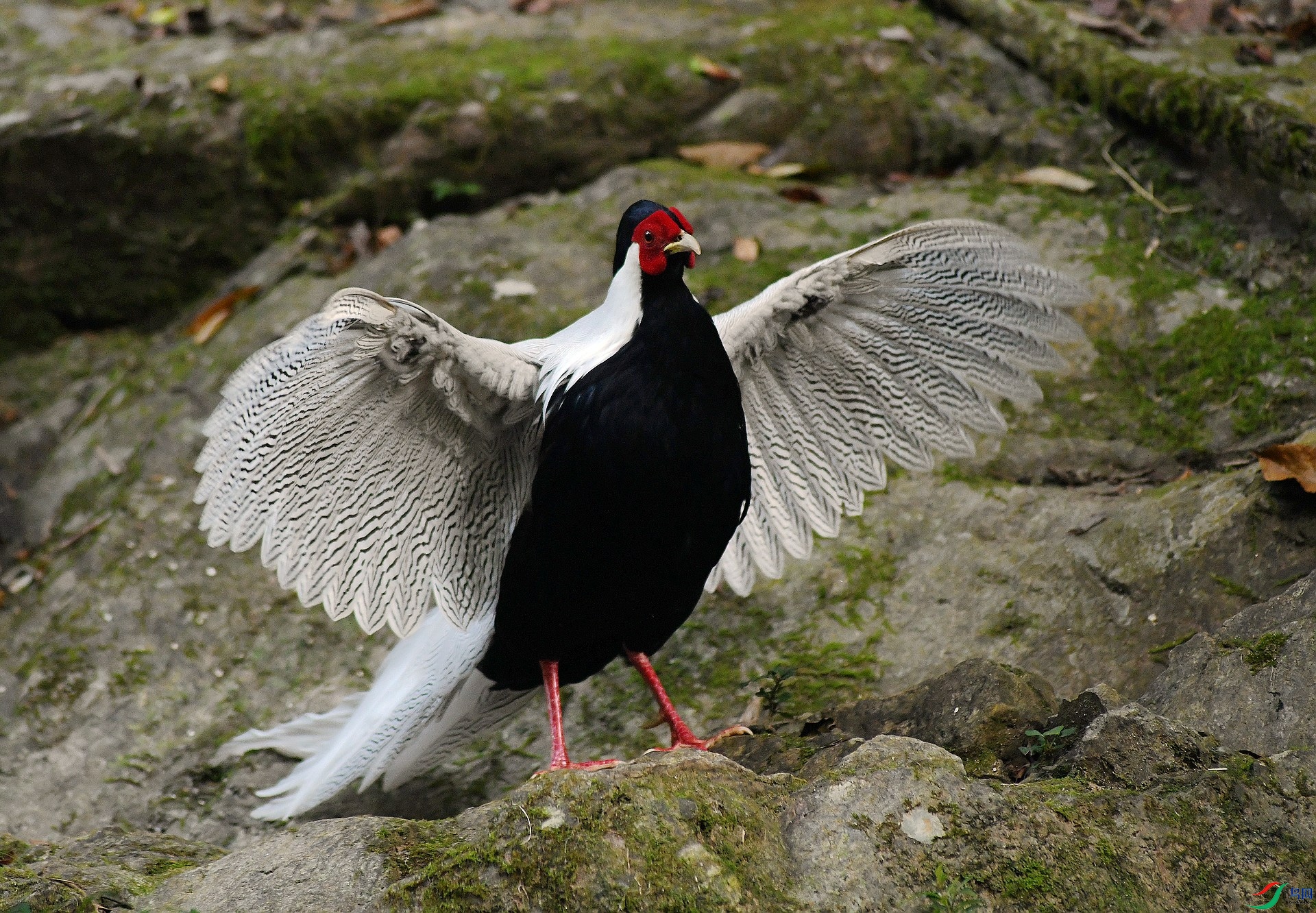 DSC_2486.jpg