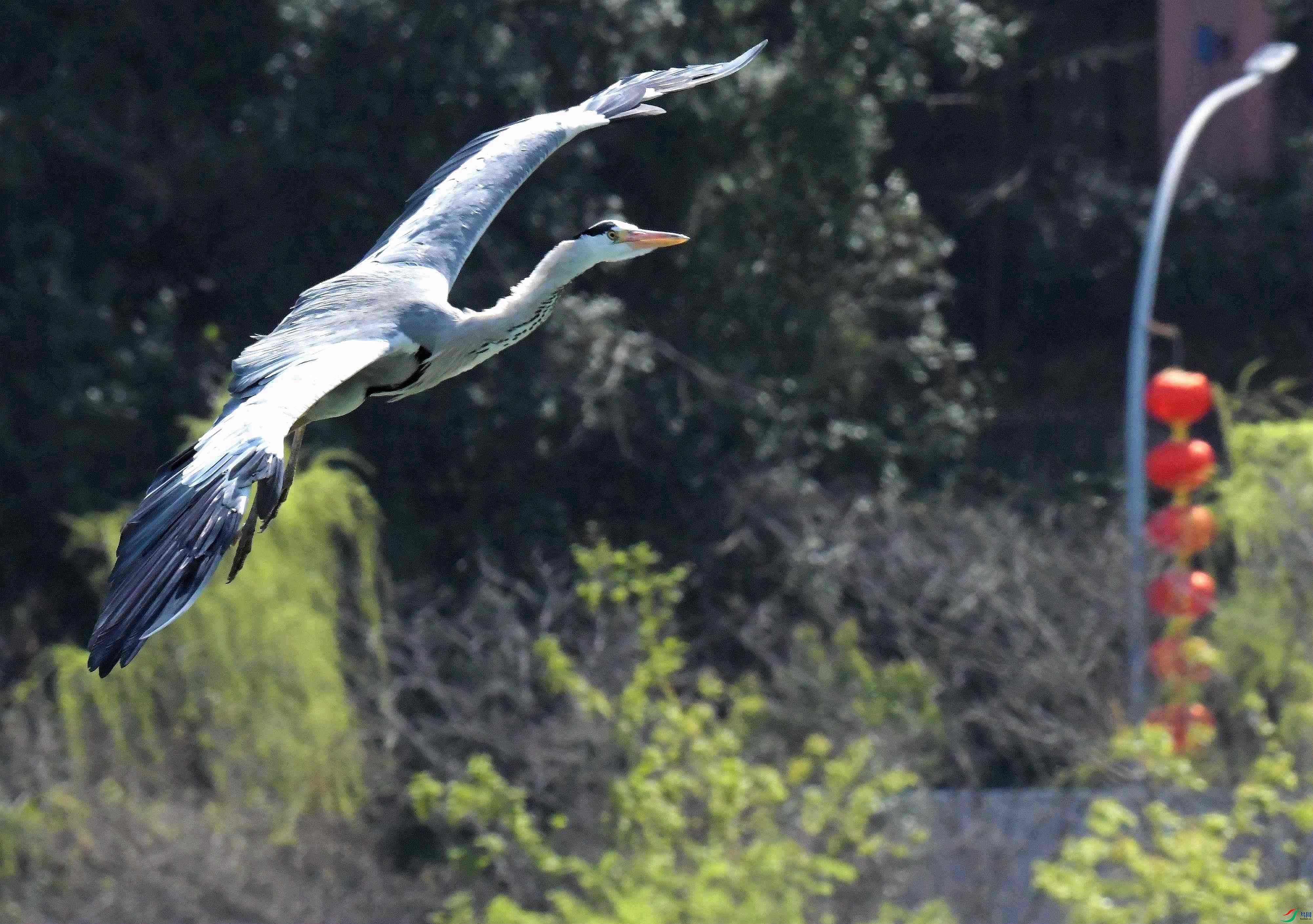 DSC_2038.JPG
