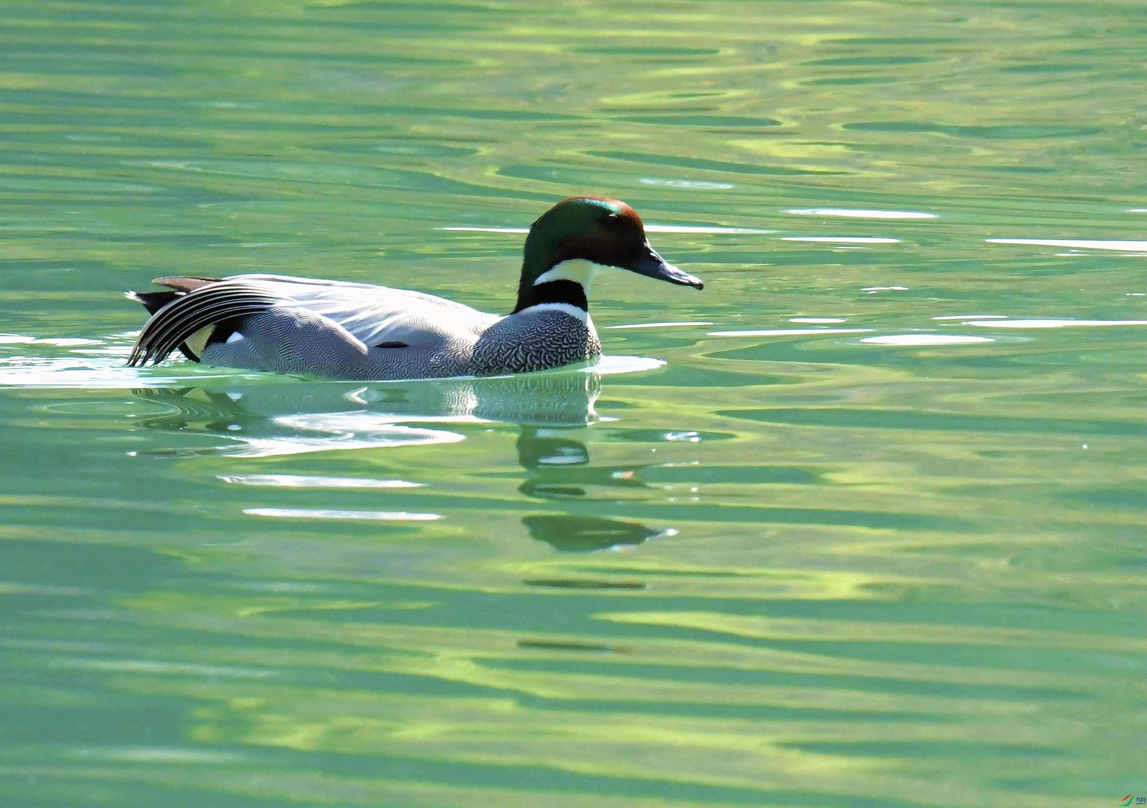 DSC_2102.JPG
