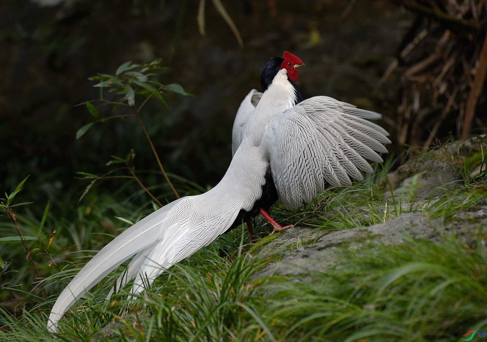 DSC_1900.jpg