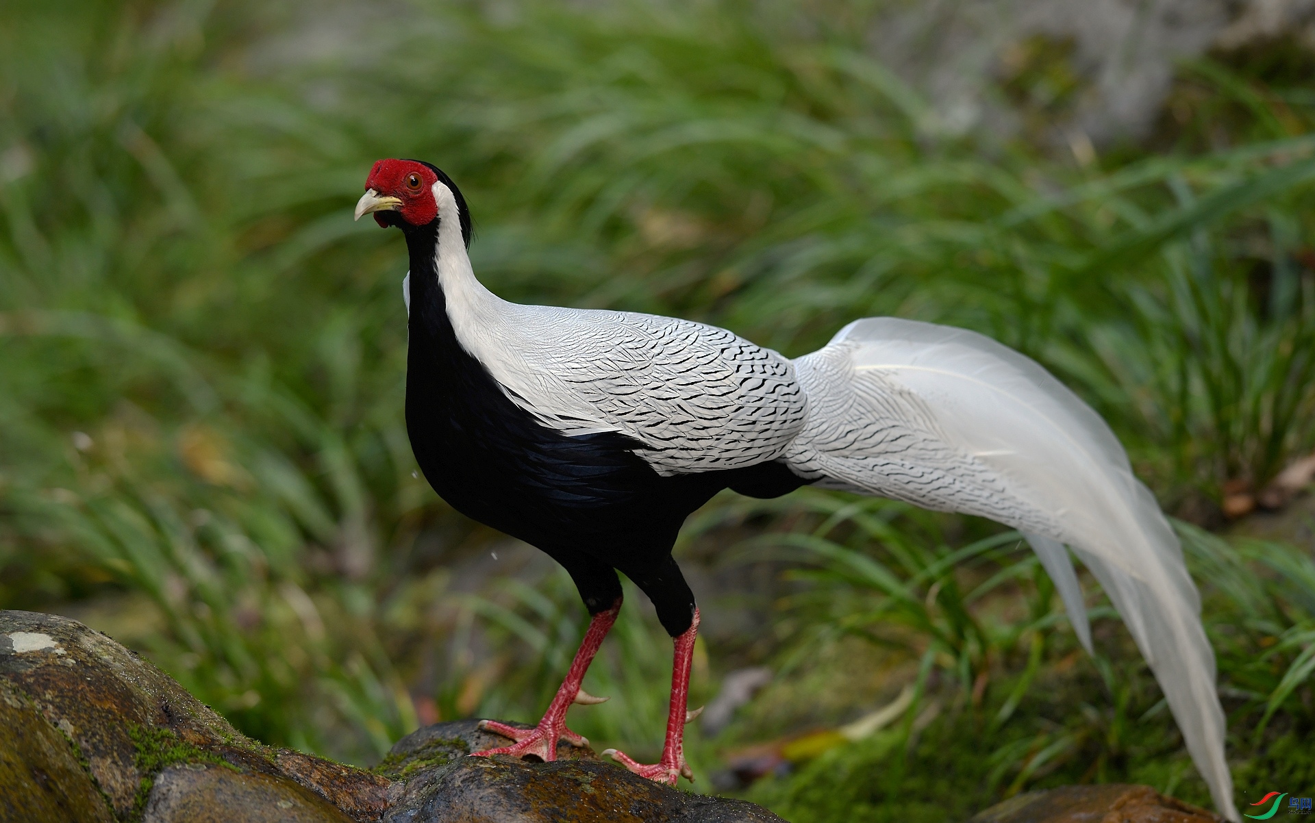 DSC_1594.jpg