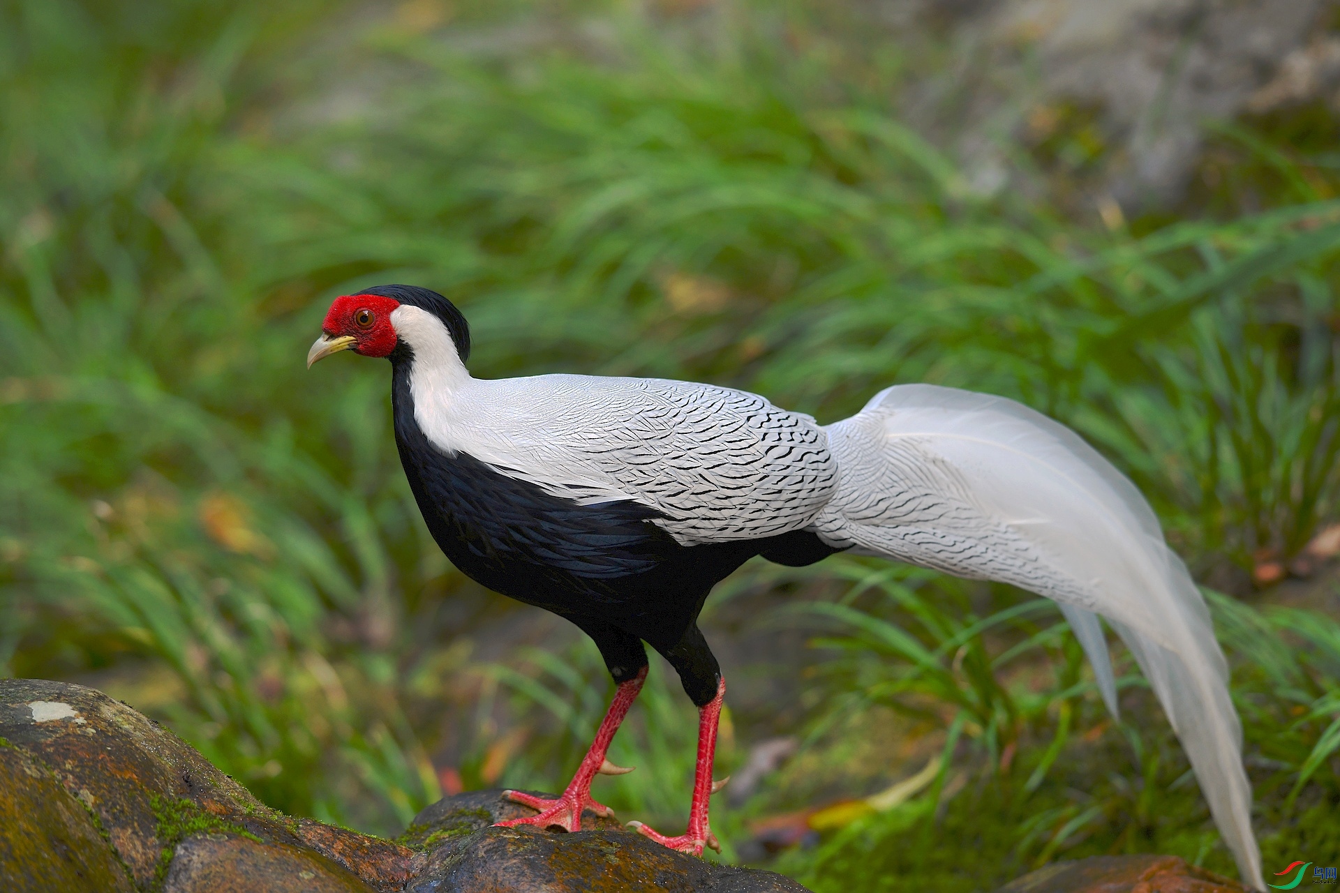 DSC_1595.jpg
